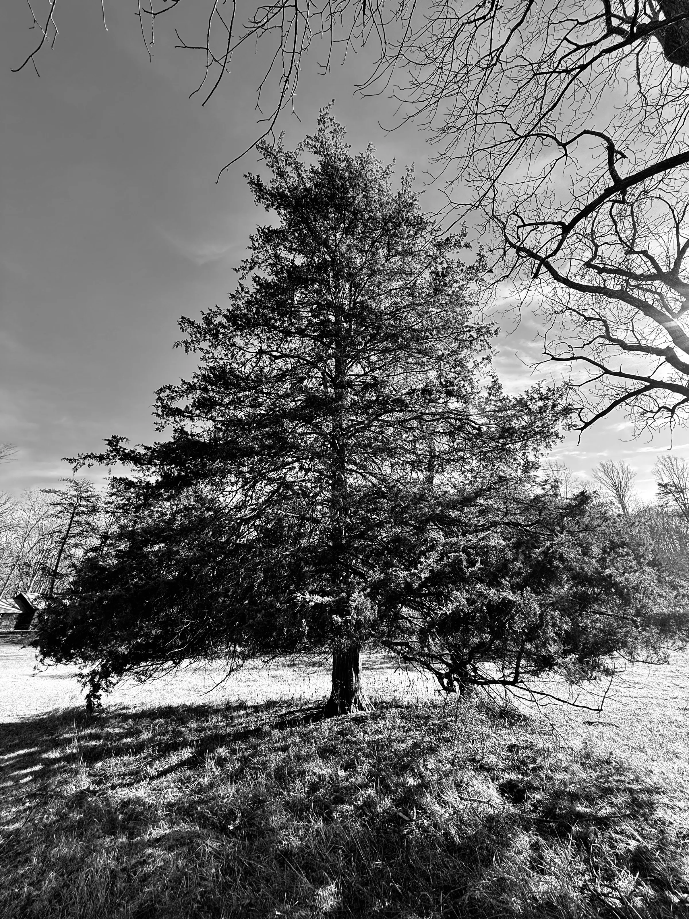 Black-and-white photograph of a broad evergreen-like tree in a grassy clearing, with bare branches extending from the top right.