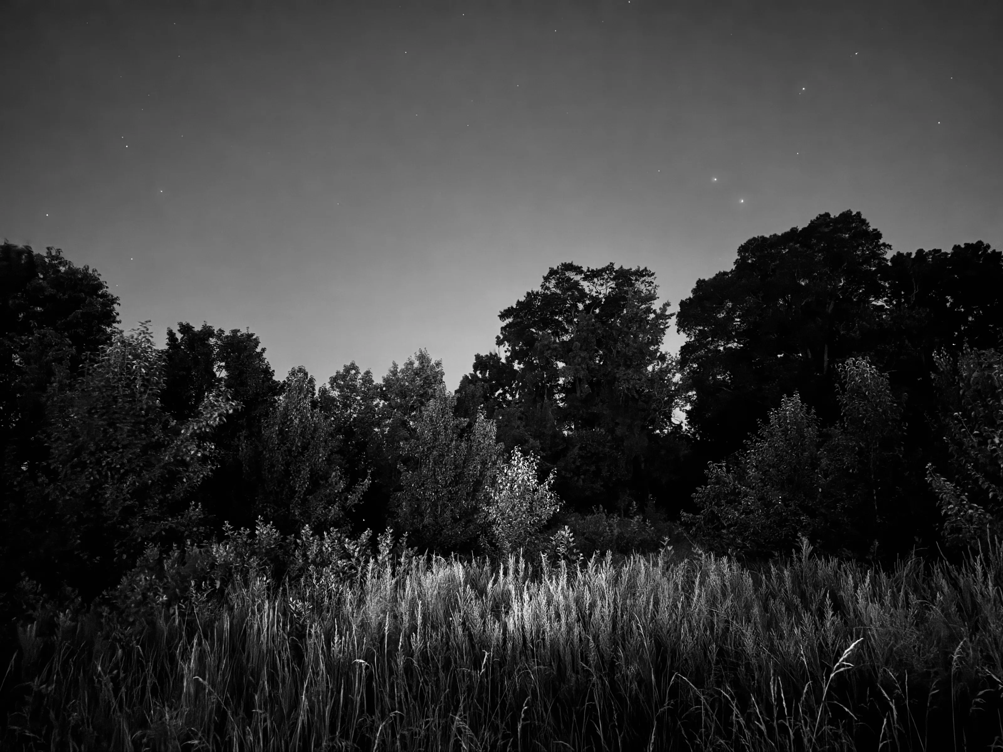 Black-and-white nighttime photograph of illuminated tall grass below a dark tree line and faint stars.