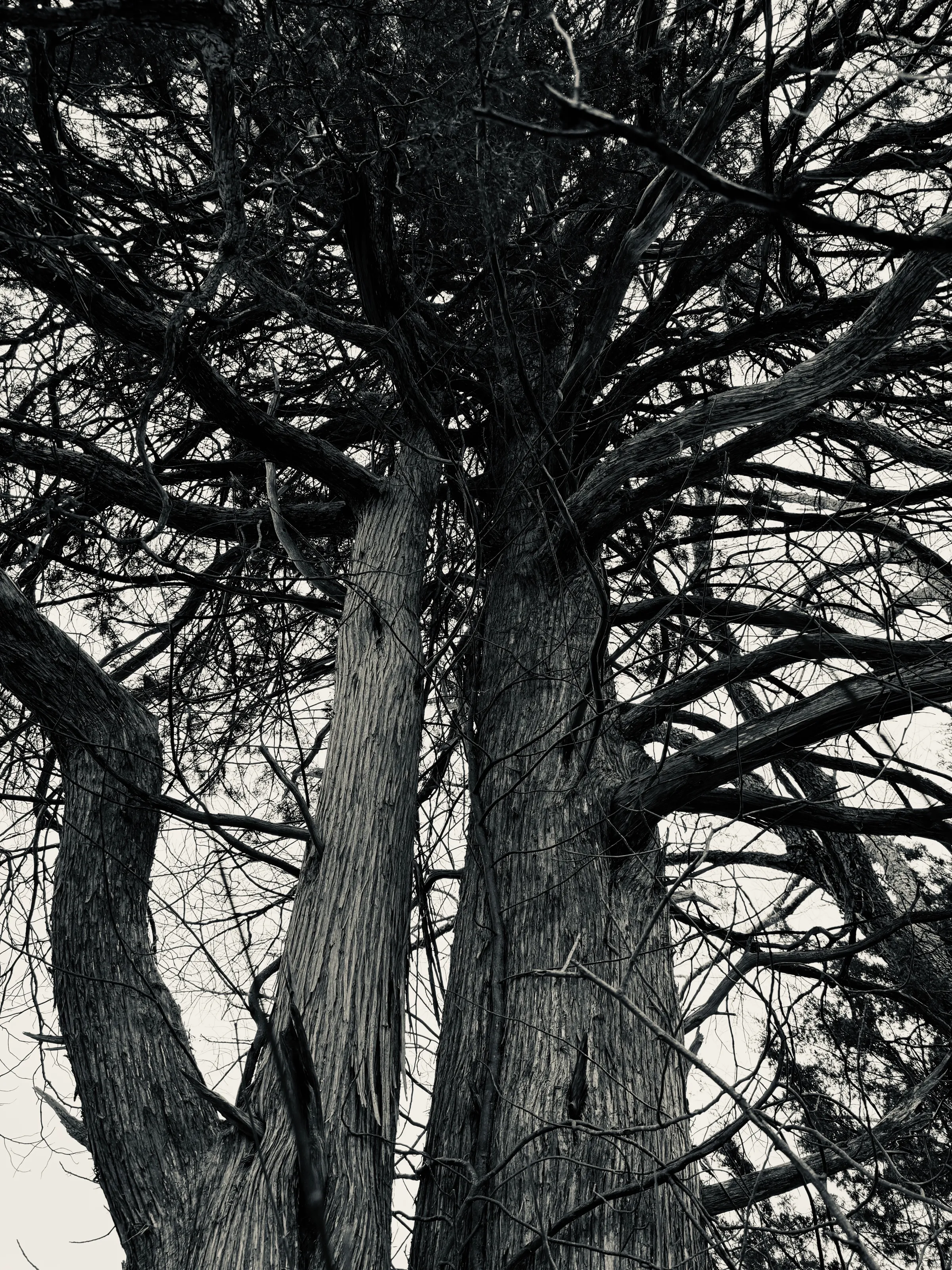A black-and-white close view of thick tree trunks and densely interwoven branches.