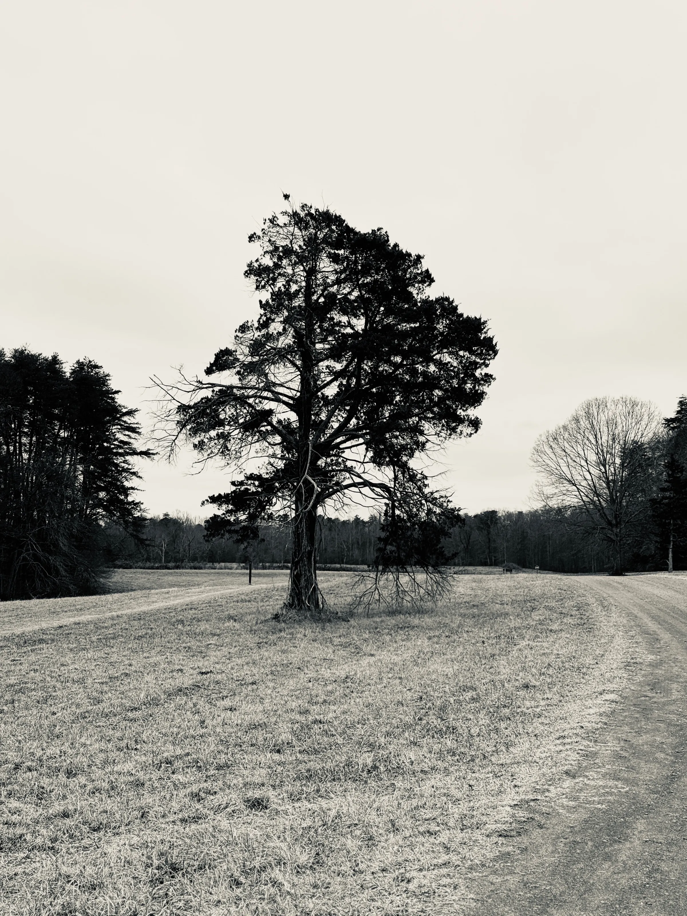 A tall pine tree stands in a pale winter field beside a curving dirt path.