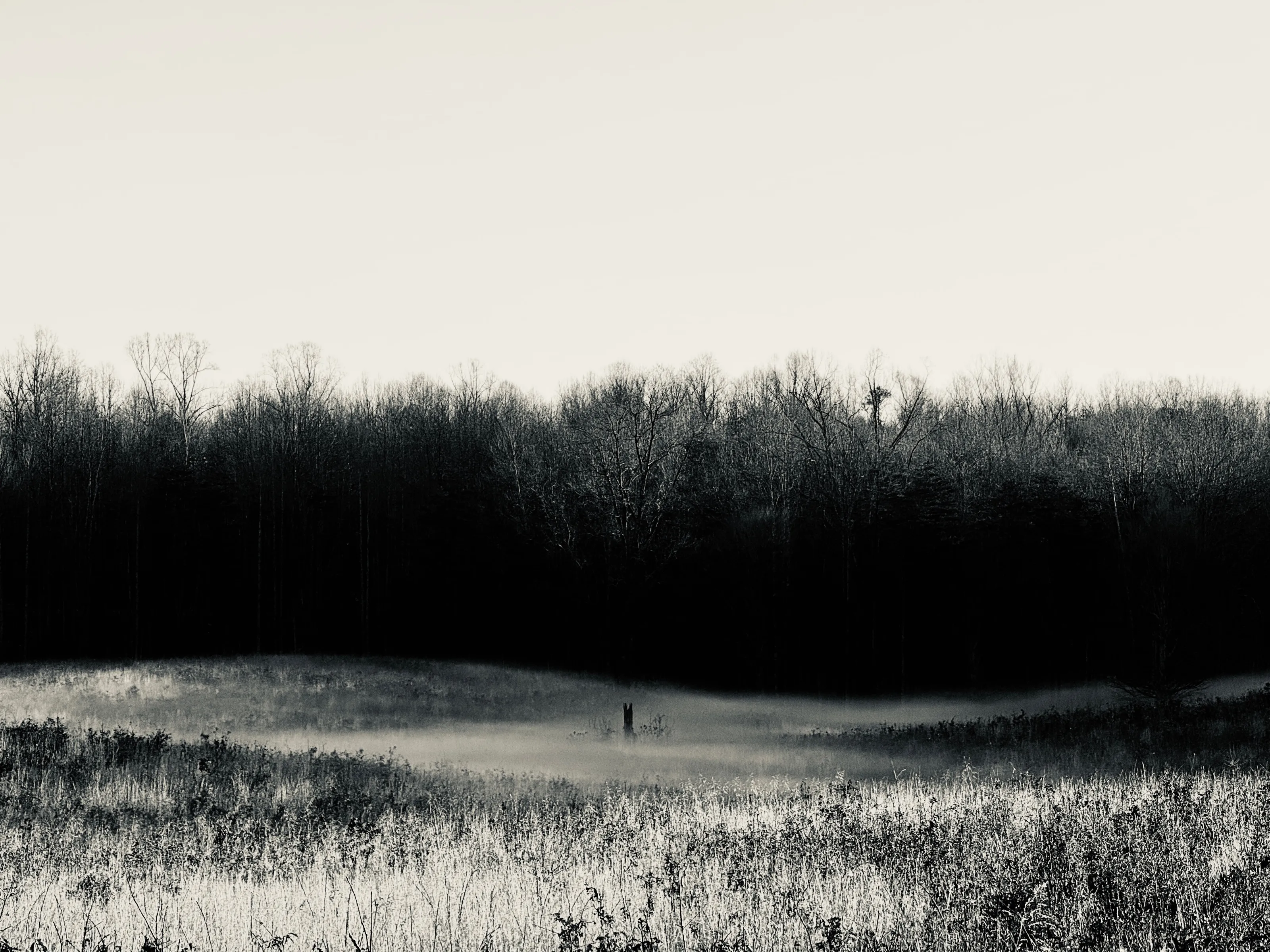 Black-and-white landscape of low mist over a pale grassy field, with a dense dark line of leafless trees behind it.