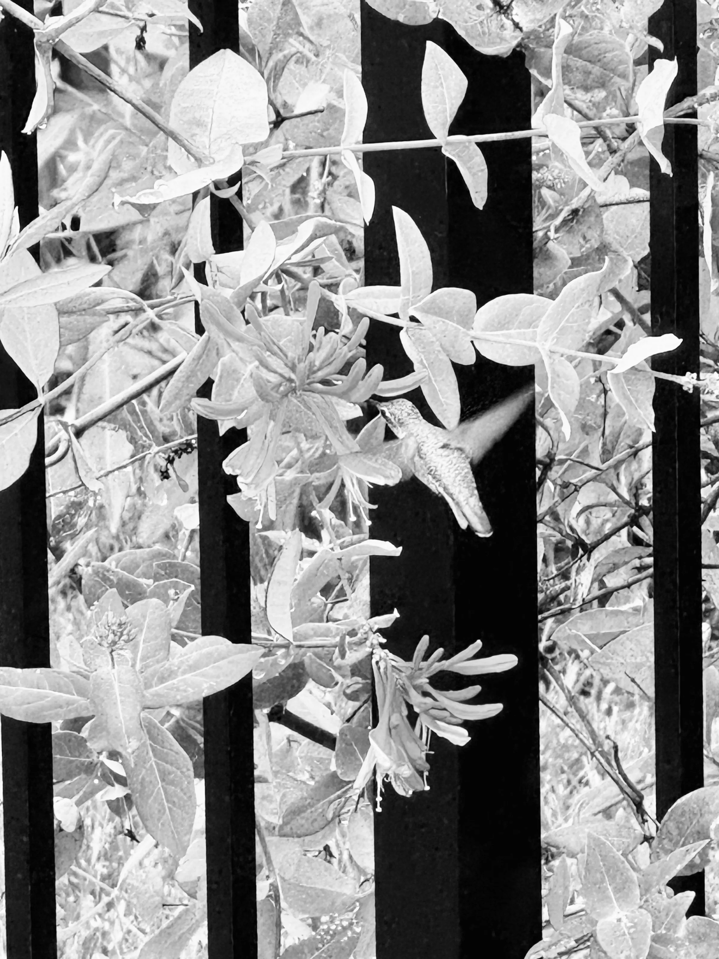 A hummingbird hovers beside flowers and leaves, seen through vertical black fence bars in a black-and-white photograph.
