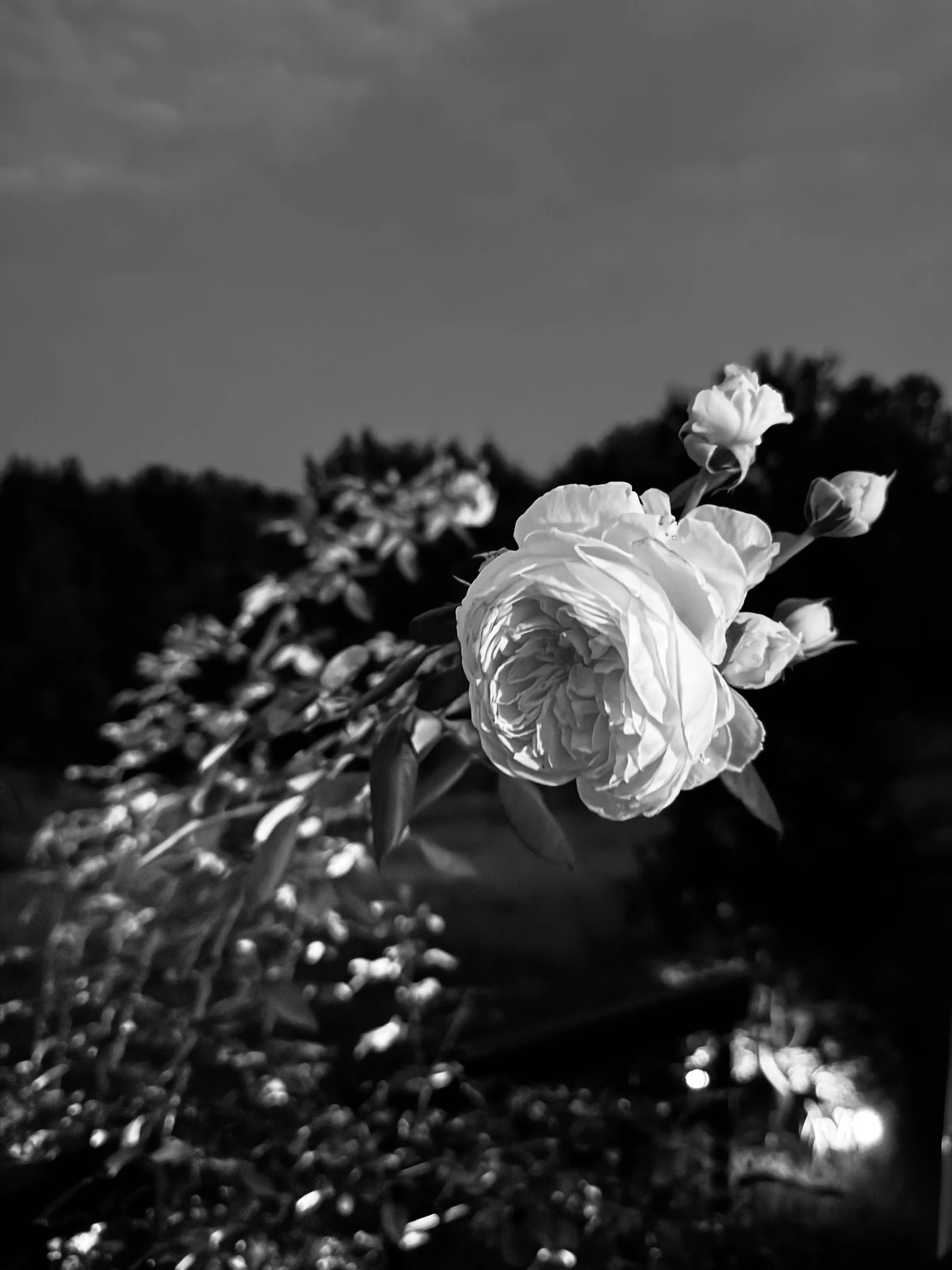 Black-and-white close-up photograph of a pale rose-like flower and buds against a dark background.