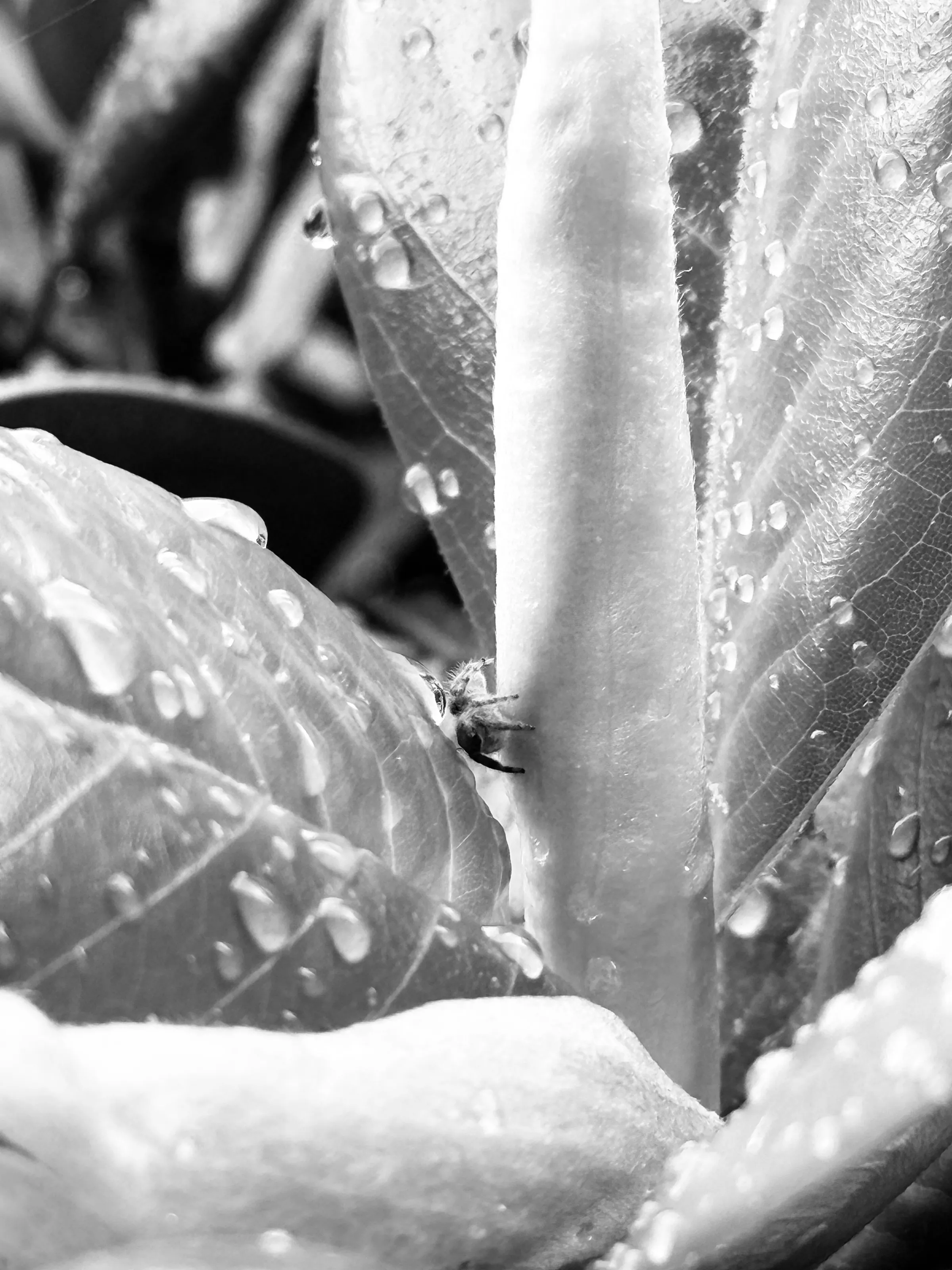 Black-and-white close-up of wet leaves with a small insect between them.