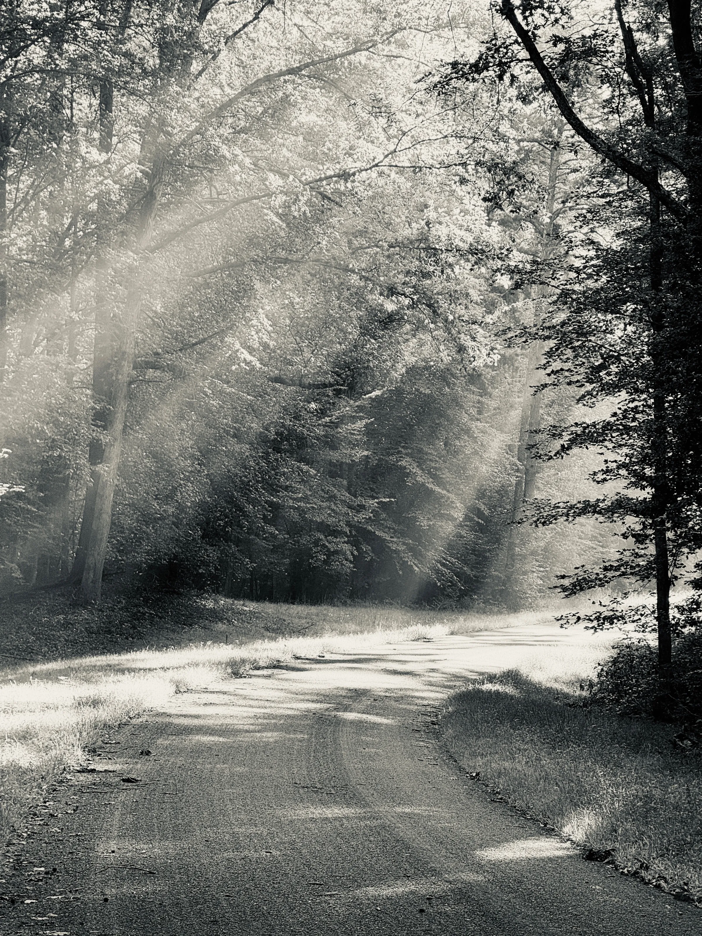 Black-and-white view of a curving dirt road in dense woods, crossed by bright shafts of sunlight.