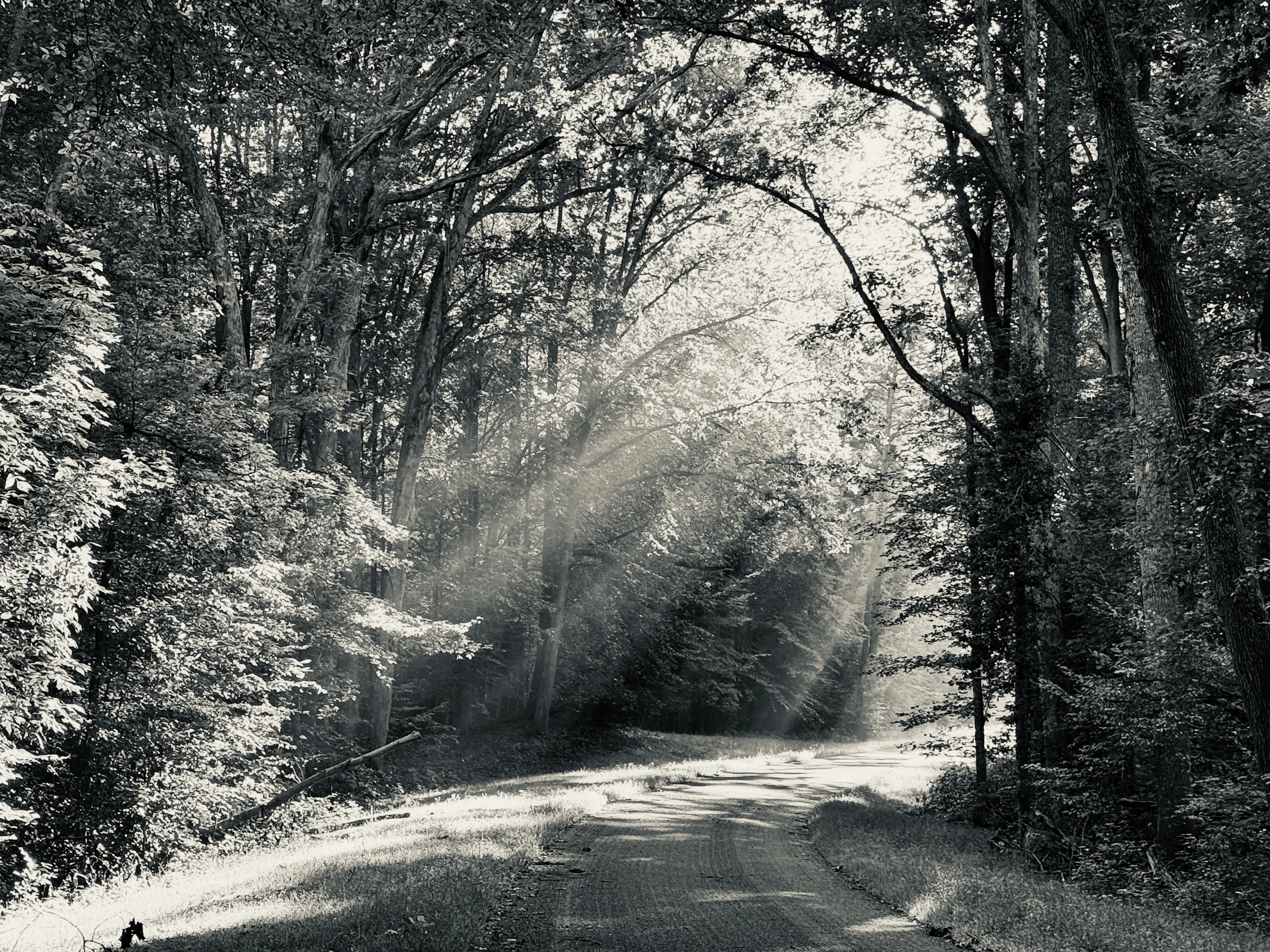 Black-and-white view of a winding road through dense woods, with sunlight filtering through the trees.
