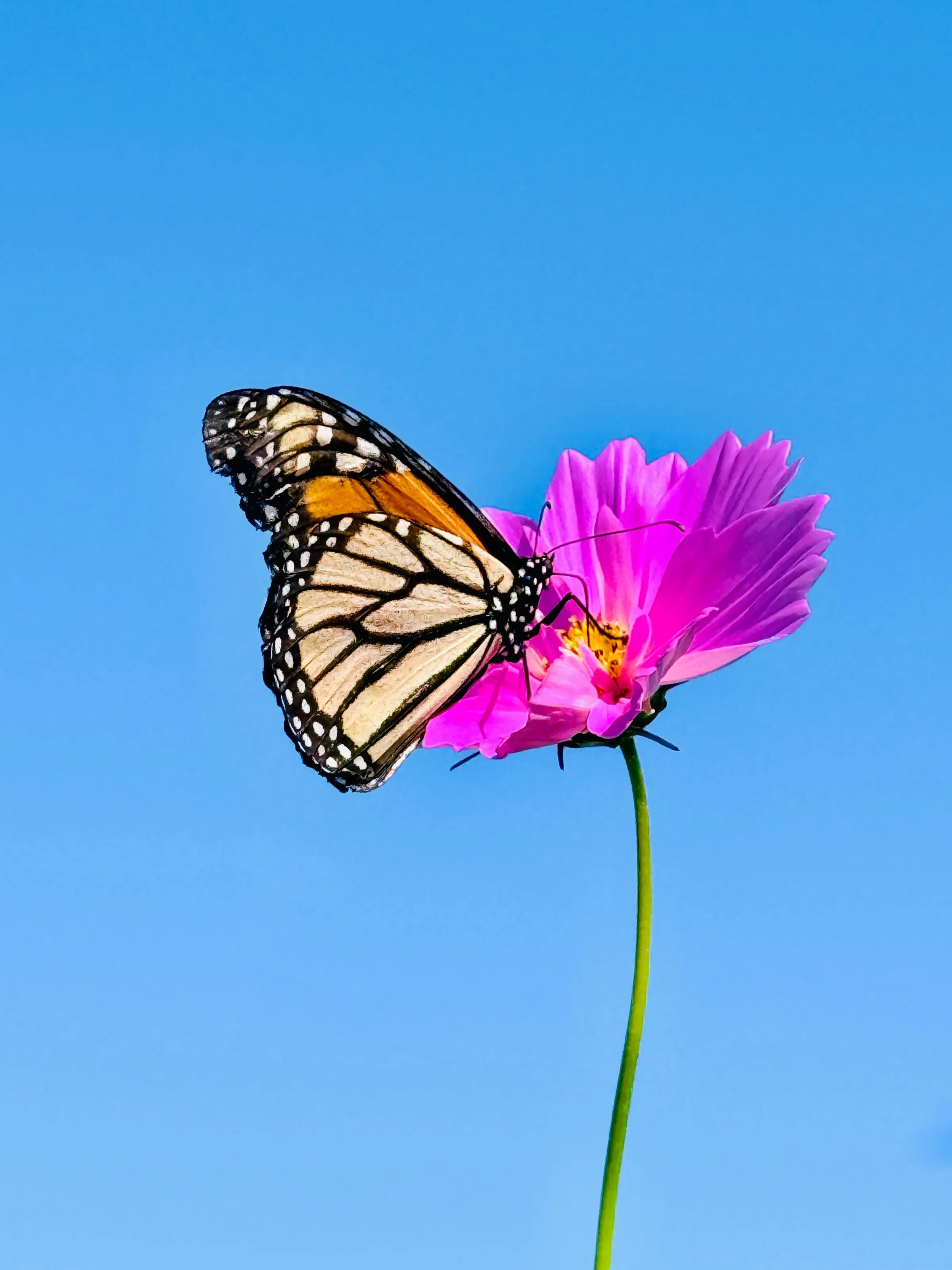A monarch butterfly perched on a bright pink flower against a clear blue sky.