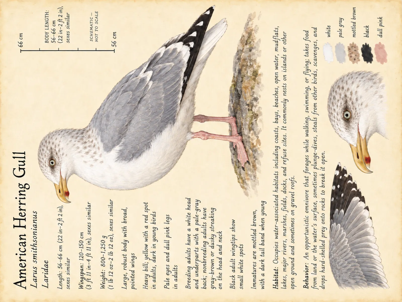 The American Herring Gull plate as rendered on the e-ink frame