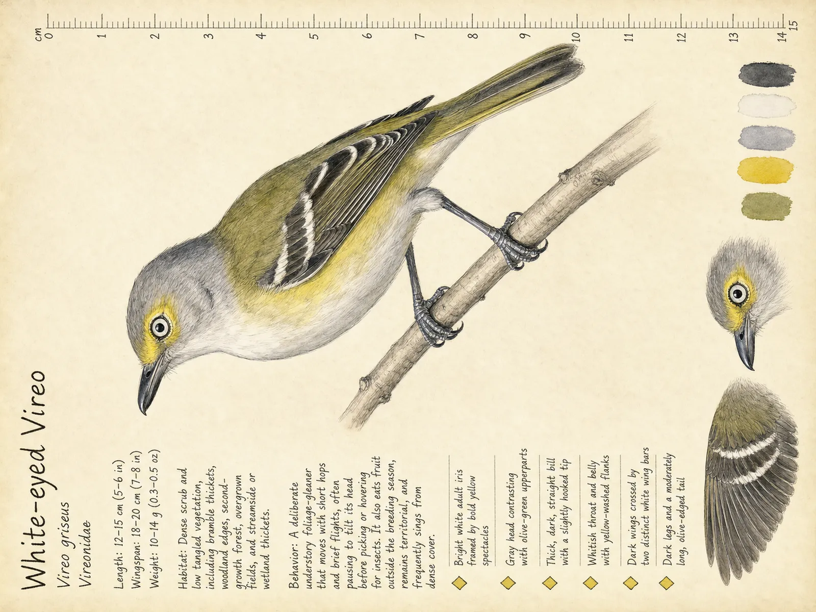 The White-eyed Vireo plate as rendered on the e-ink frame