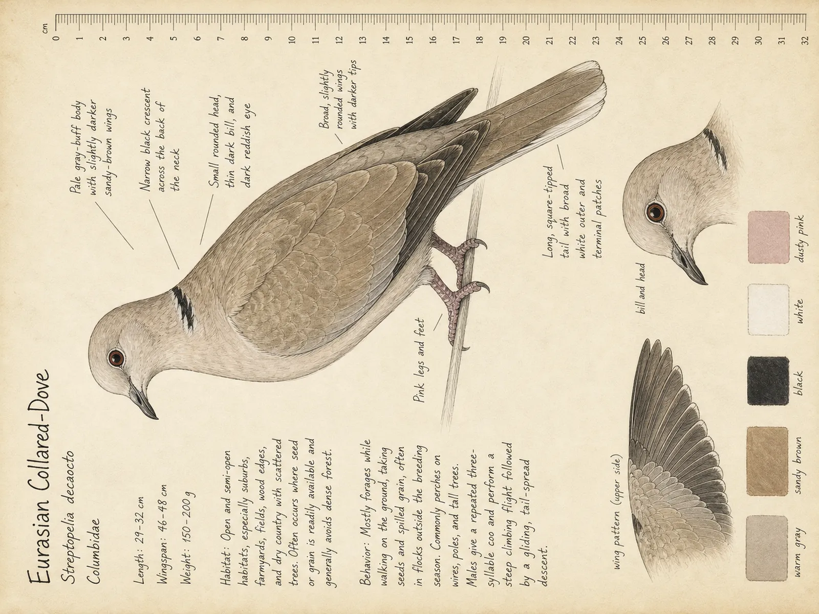 The Eurasian Collared-Dove plate as rendered on the e-ink frame