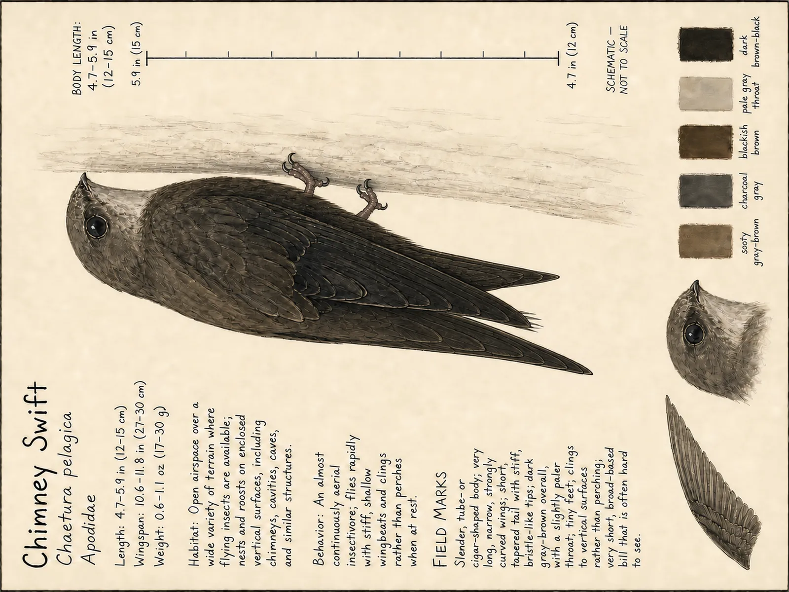 The Chimney Swift plate as rendered on the e-ink frame