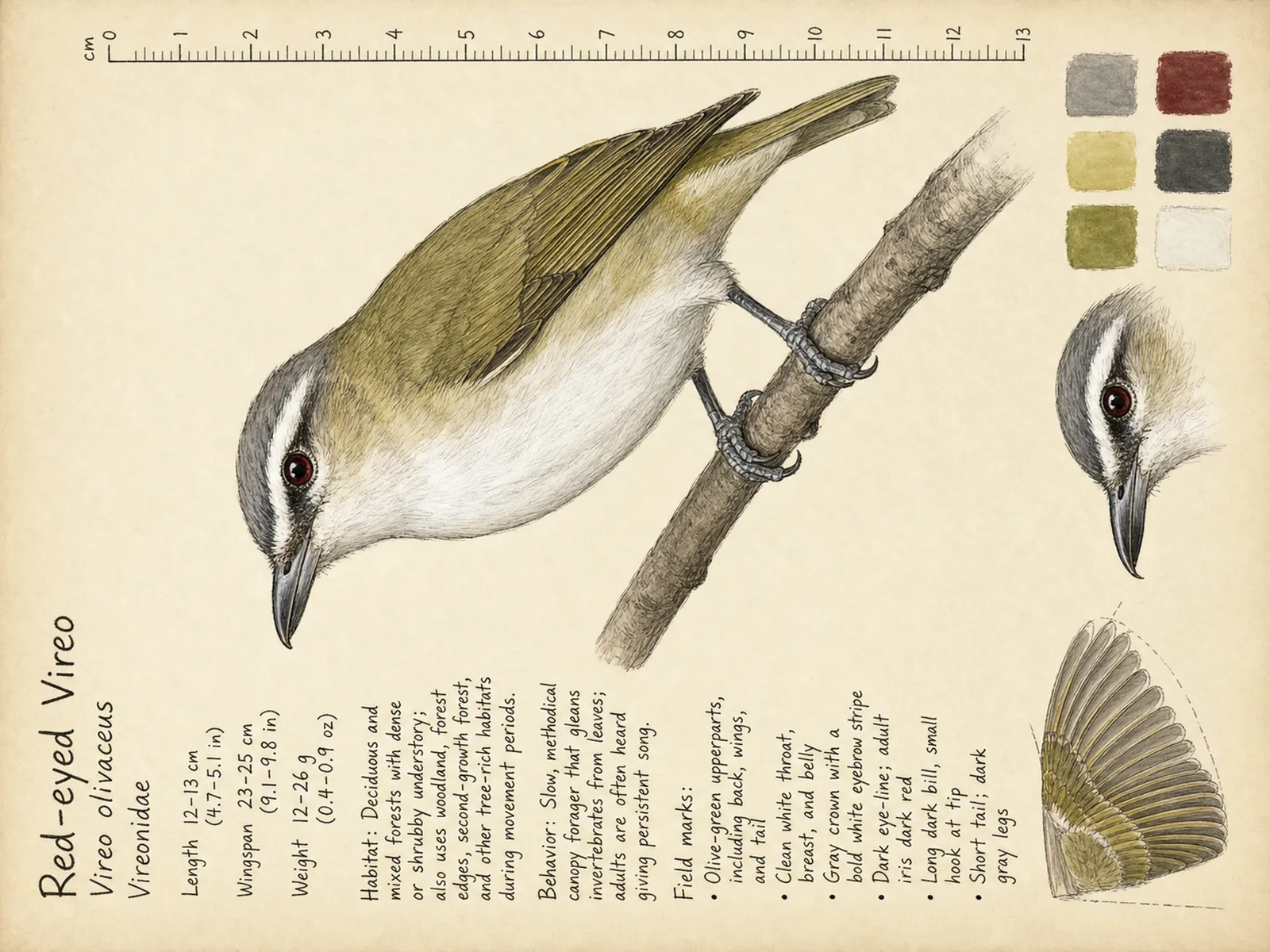 The Red-eyed Vireo plate as rendered on the e-ink frame