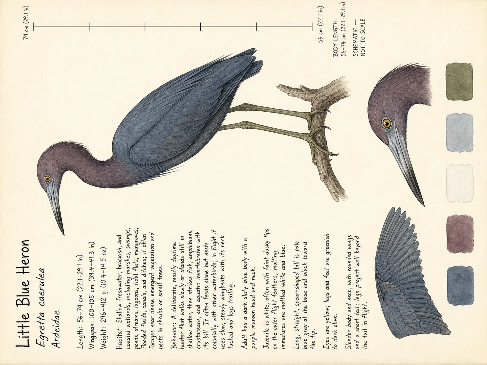 The Little Blue Heron plate as rendered on the e-ink frame