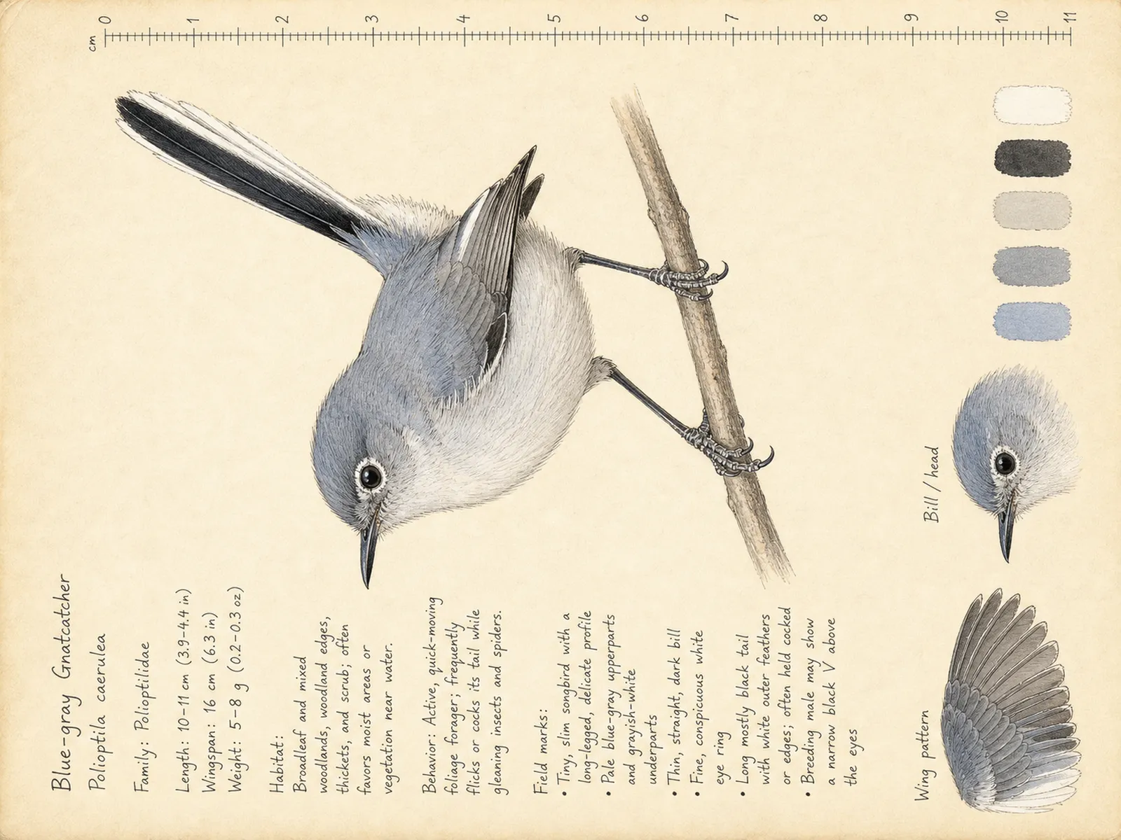 The Blue-gray Gnatcatcher plate as rendered on the e-ink frame