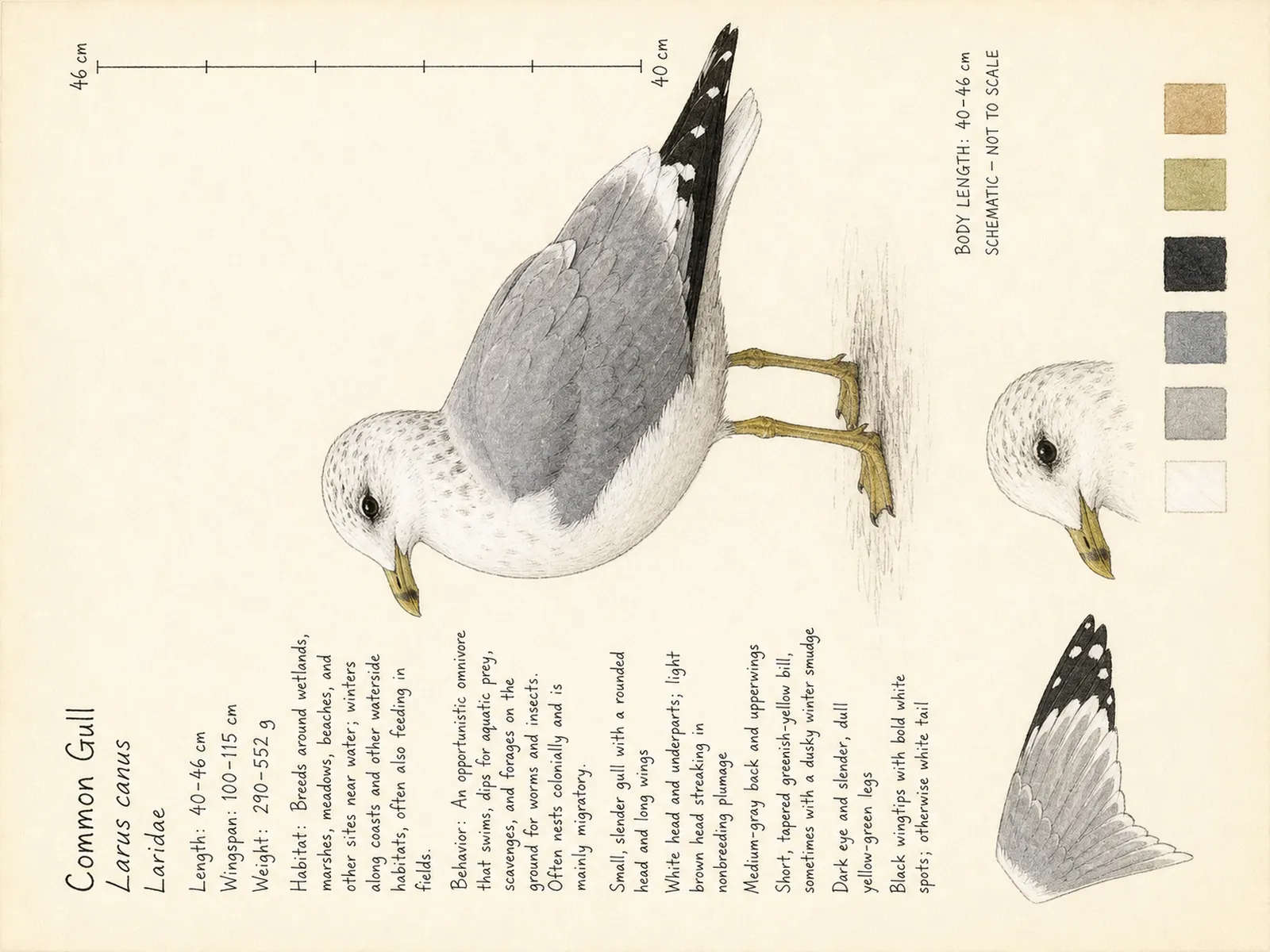 The Common Gull plate as rendered on the e-ink frame