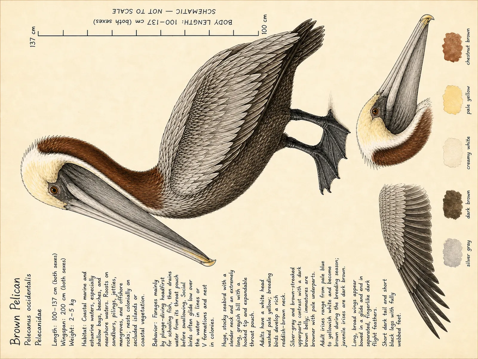 The Brown Pelican plate as rendered on the e-ink frame