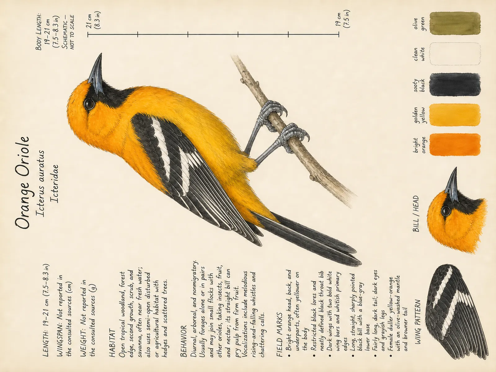 The Orange Oriole plate as rendered on the e-ink frame