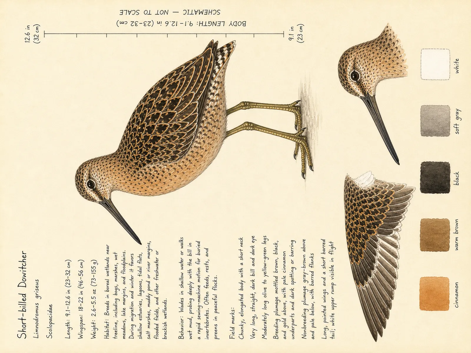 The Short-billed Dowitcher plate as rendered on the e-ink frame