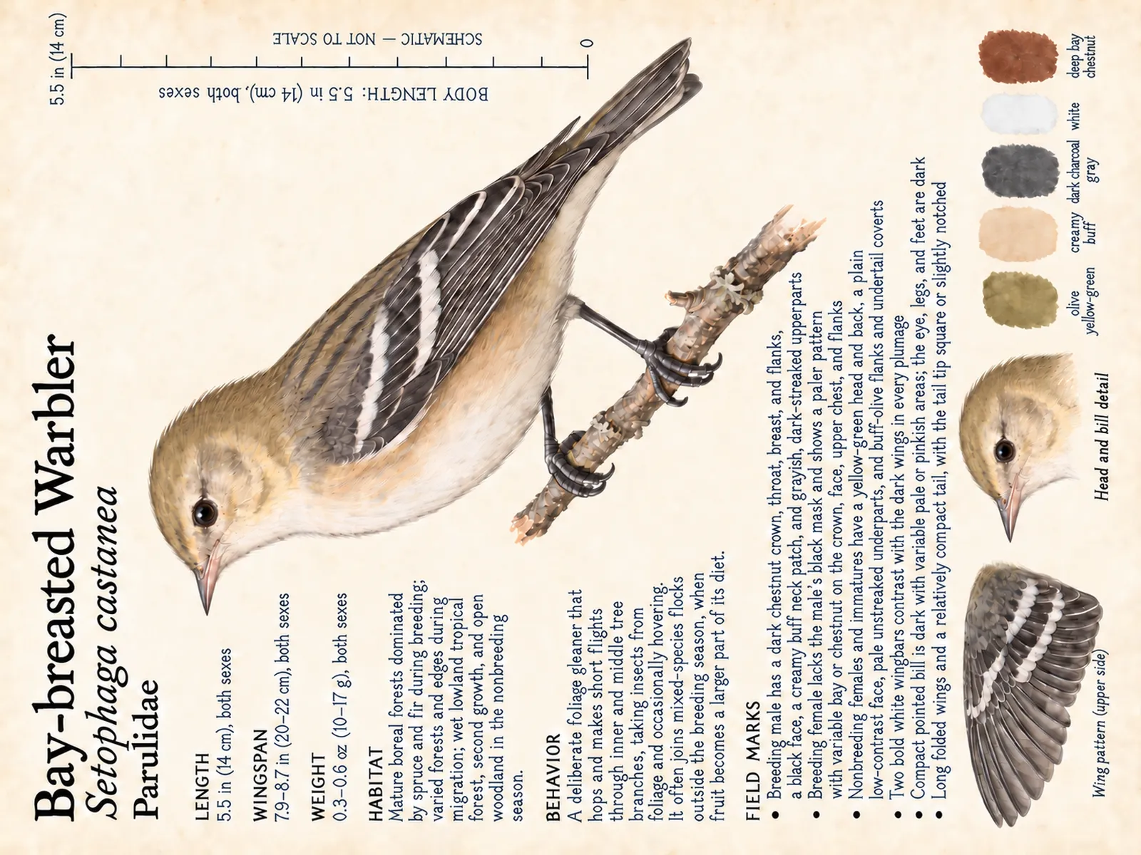 The Bay-breasted Warbler plate as rendered on the e-ink frame