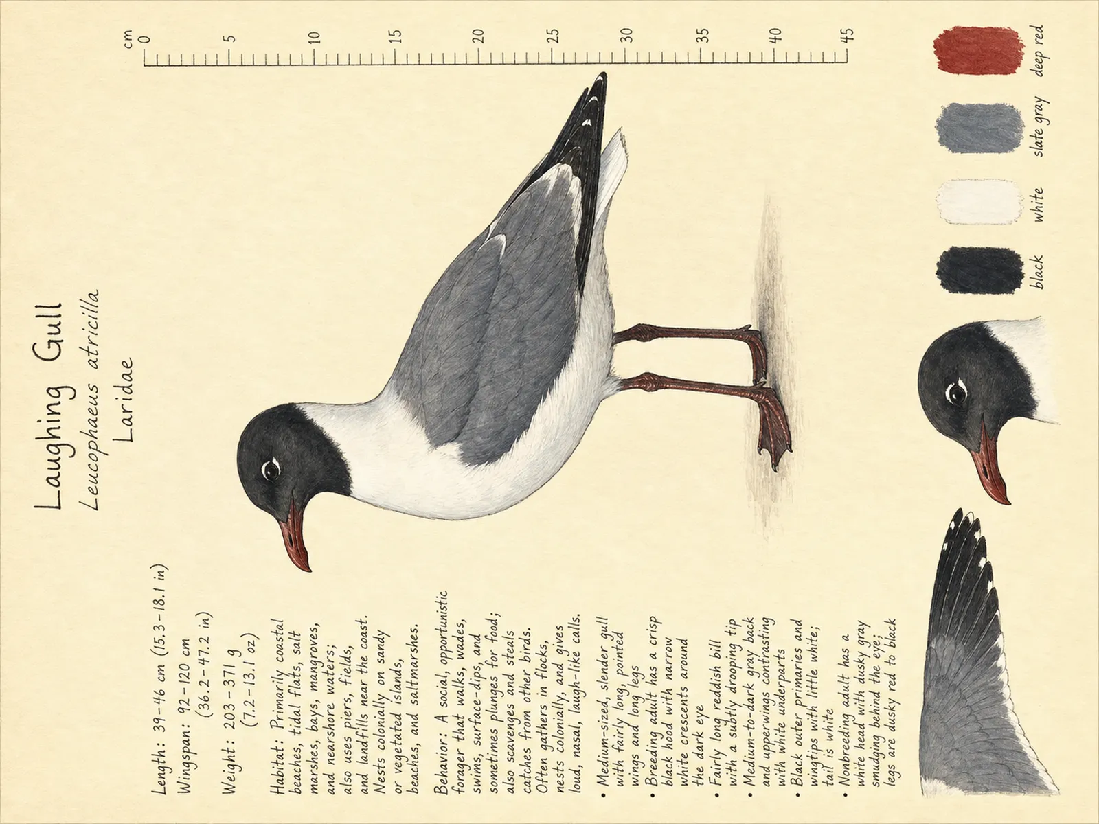 The Laughing Gull plate as rendered on the e-ink frame