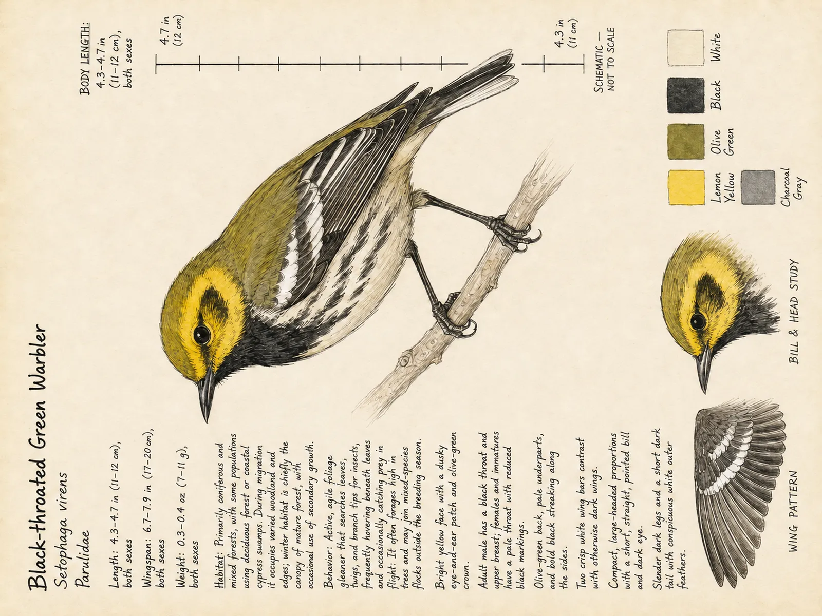 The Black-throated Green Warbler plate as rendered on the e-ink frame