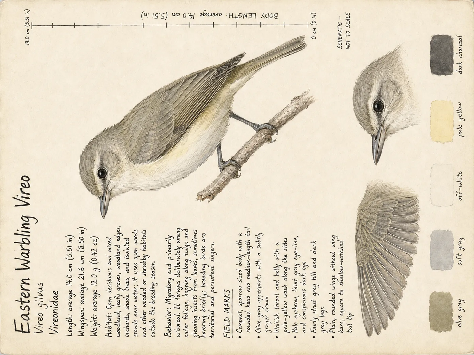 The Eastern Warbling Vireo plate as rendered on the e-ink frame
