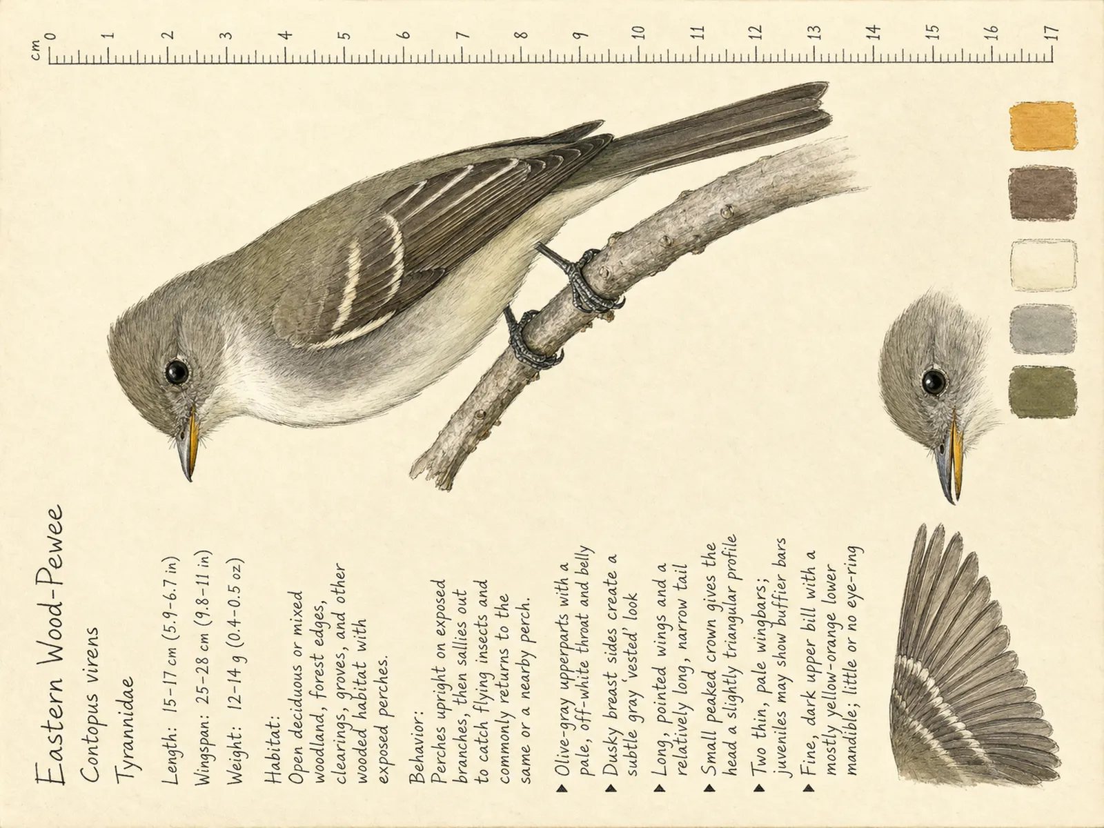 The Eastern Wood-Pewee plate as rendered on the e-ink frame