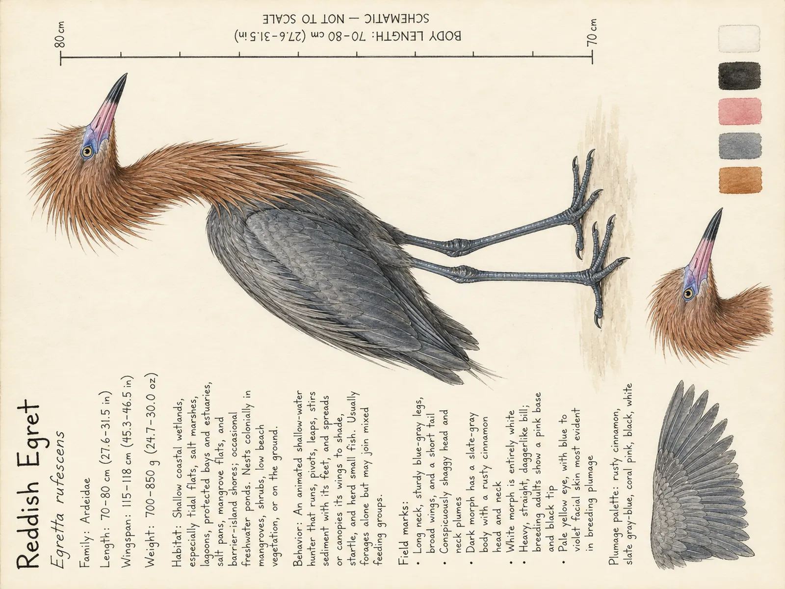 The Reddish Egret plate as rendered on the e-ink frame