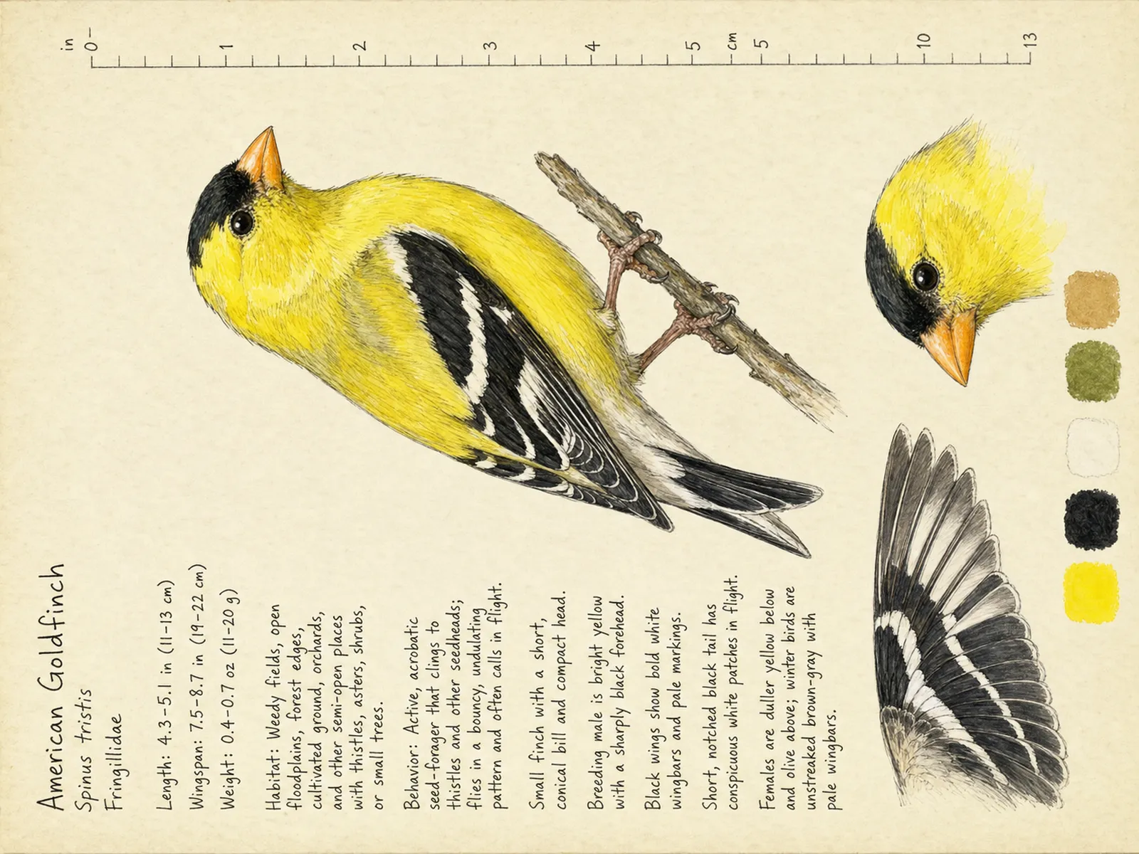 The American Goldfinch plate as rendered on the e-ink frame