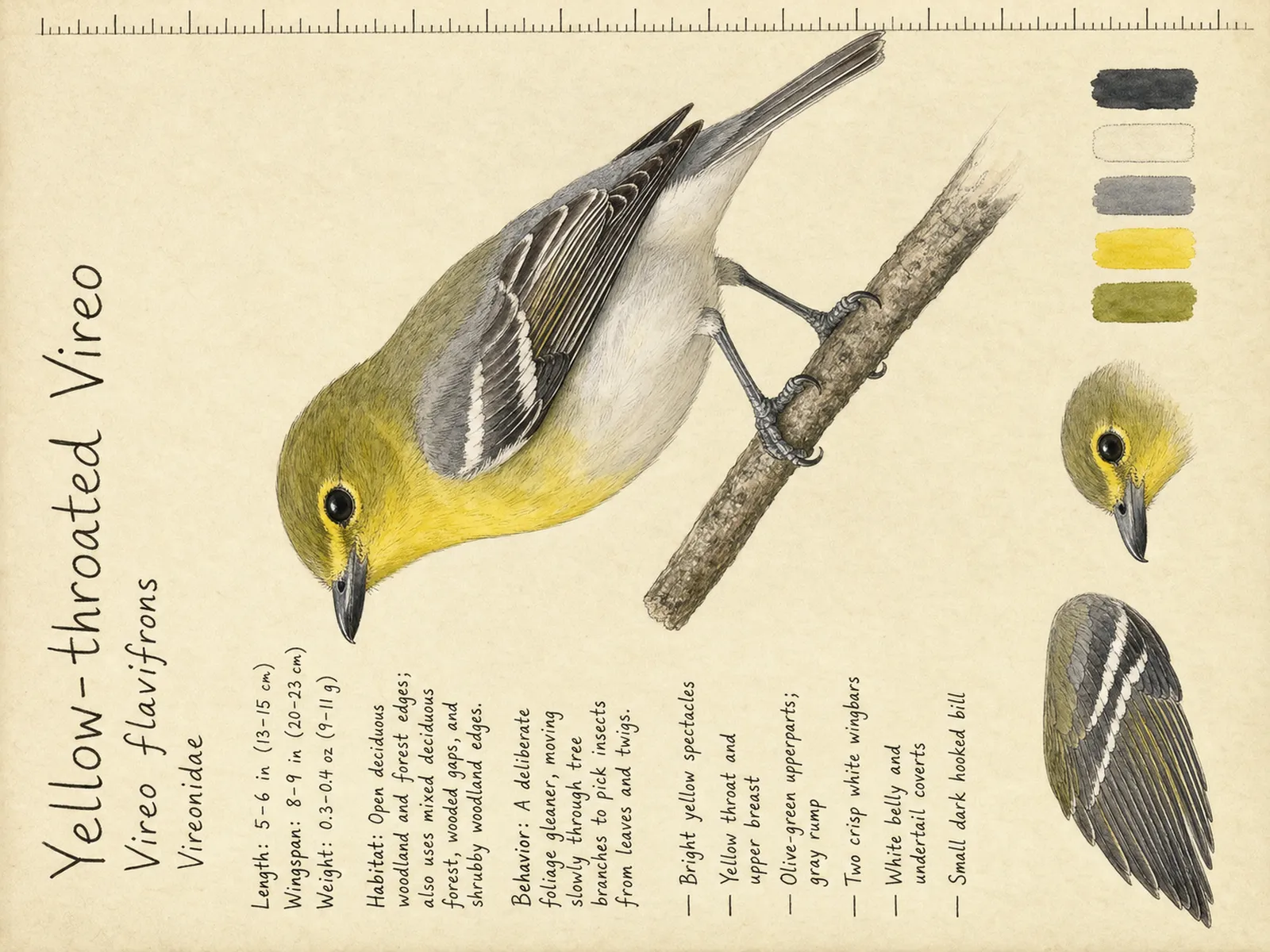 The Yellow-throated Vireo plate as rendered on the e-ink frame