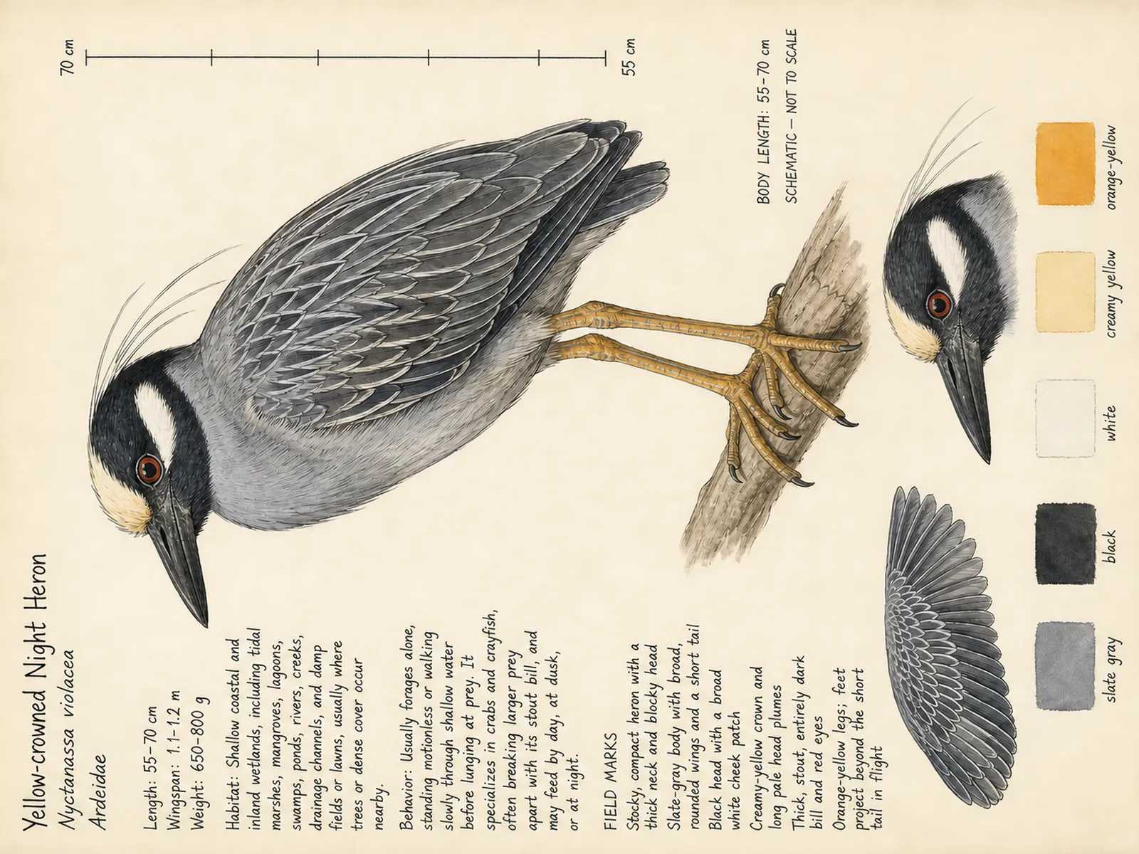 The Yellow-crowned Night Heron plate as rendered on the e-ink frame