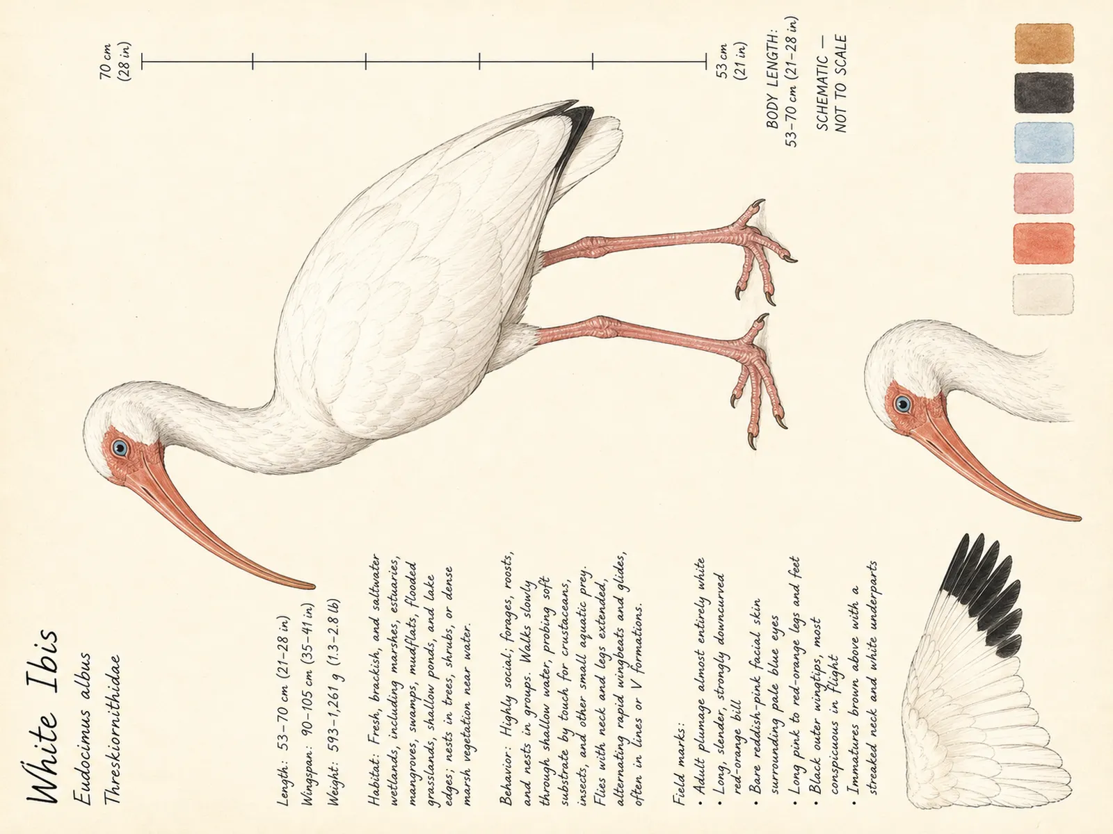 The White Ibis plate as rendered on the e-ink frame