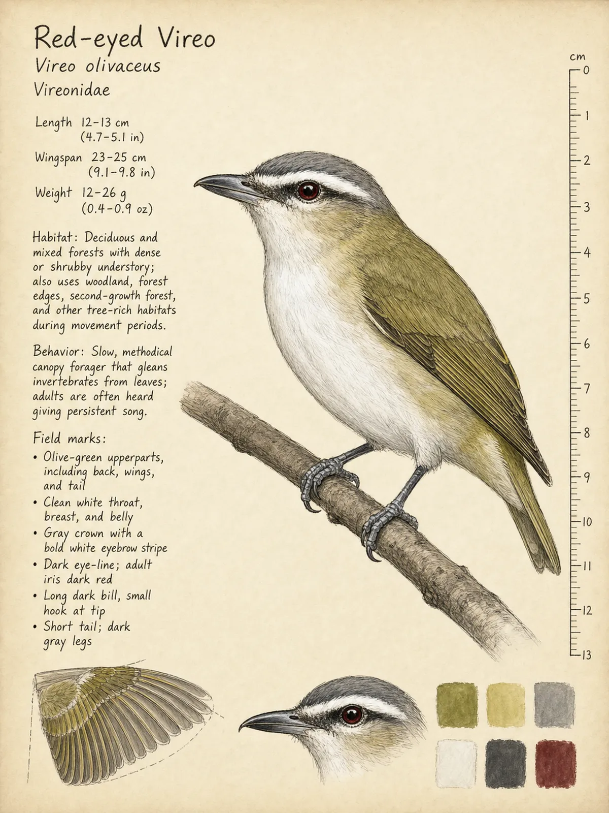 Field-journal plate of a Red-eyed Vireo