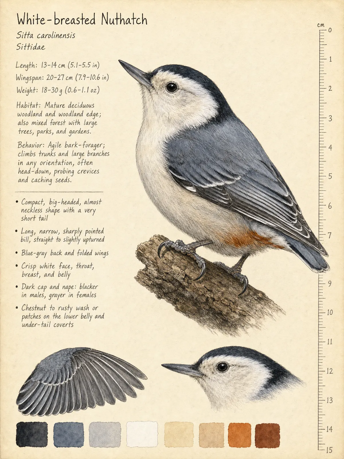 Field-journal plate of a White-breasted Nuthatch
