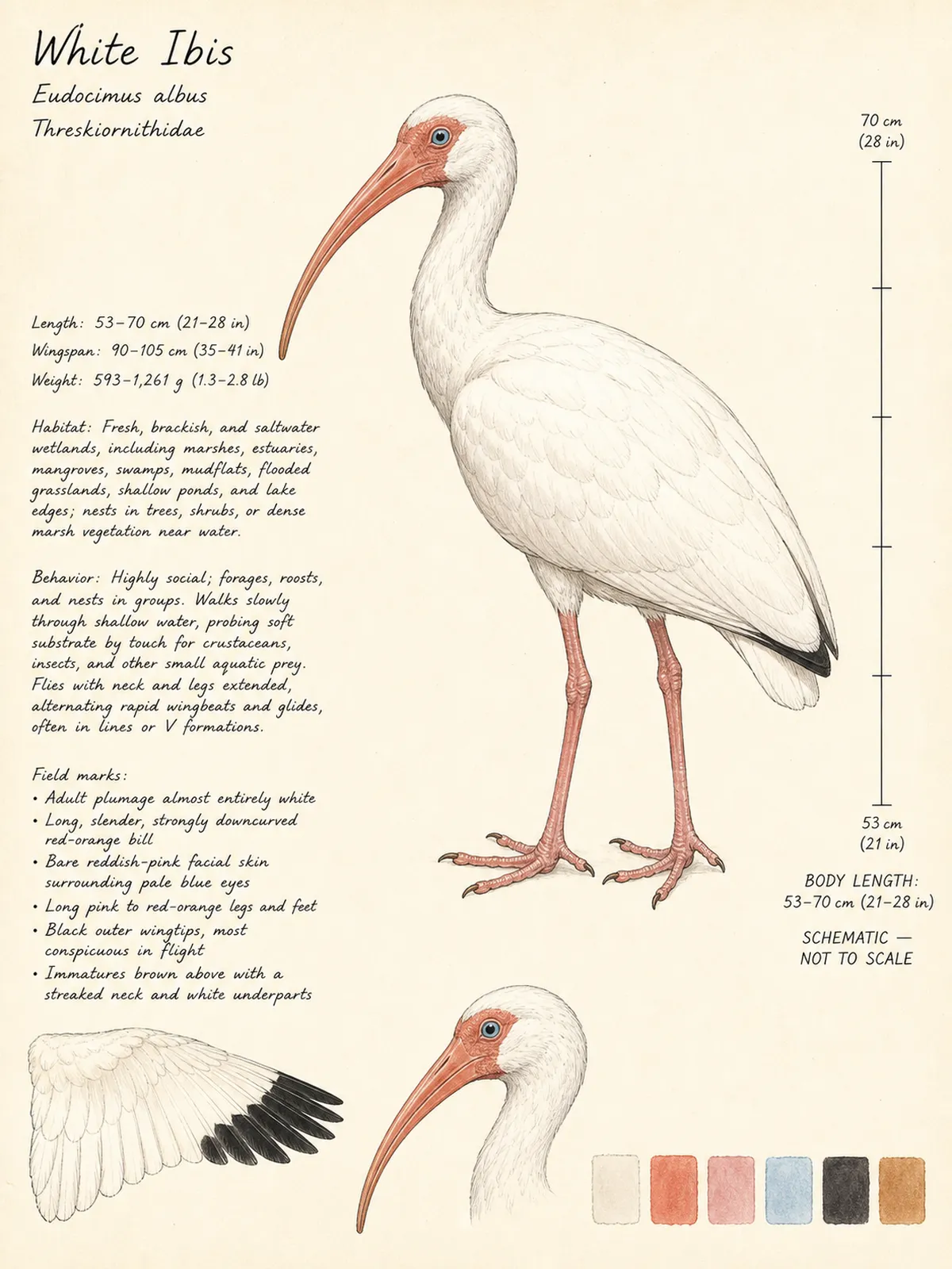Field-journal plate: White Ibis
