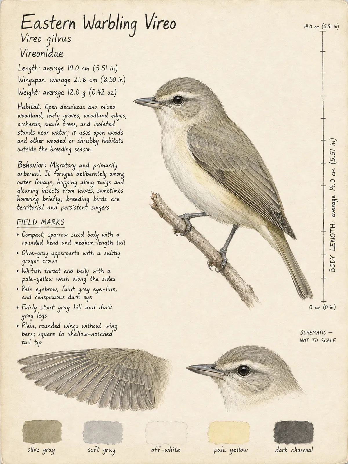 Field-journal plate: Eastern Warbling Vireo