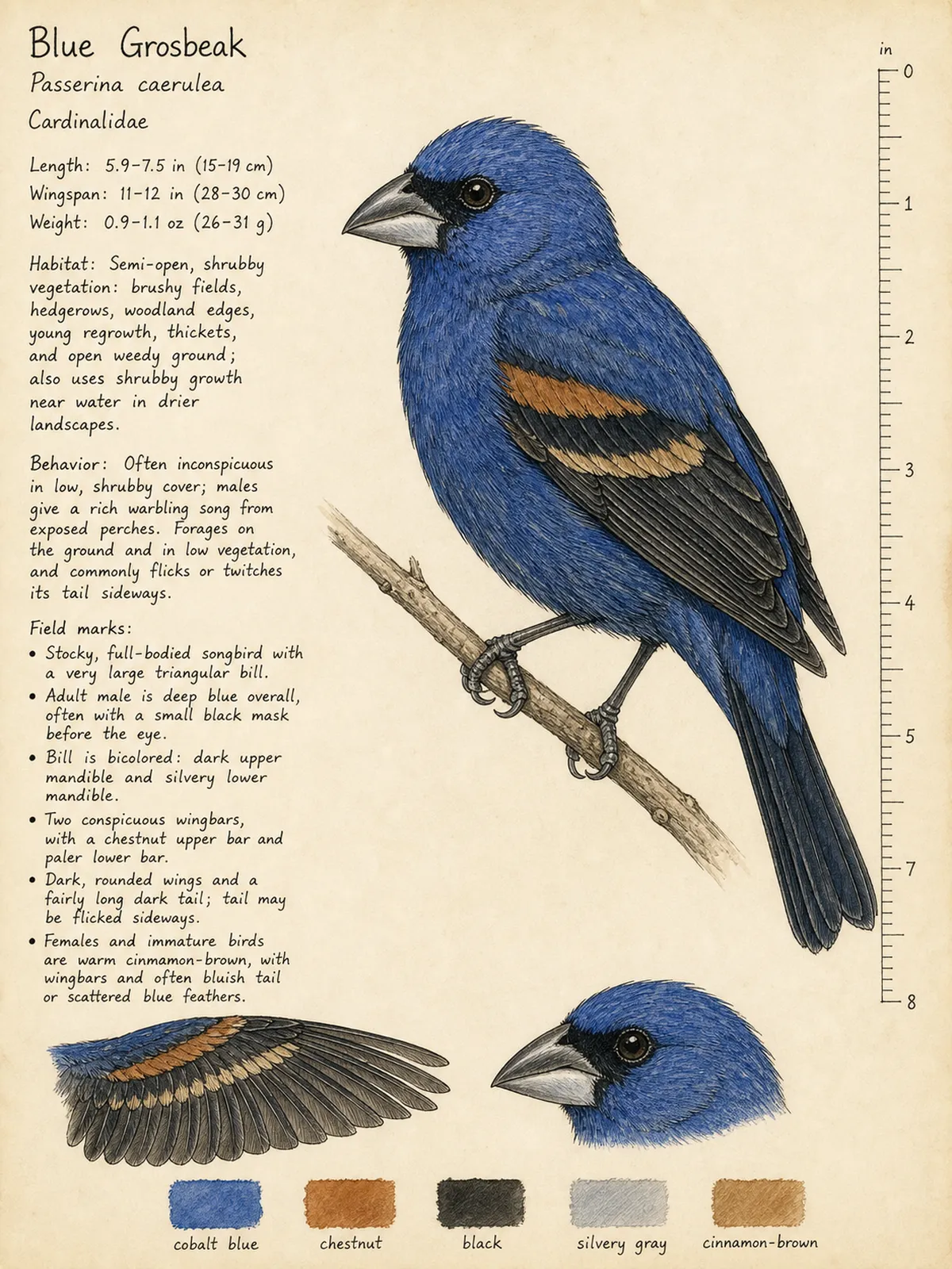 Field-journal plate of a Blue Grosbeak