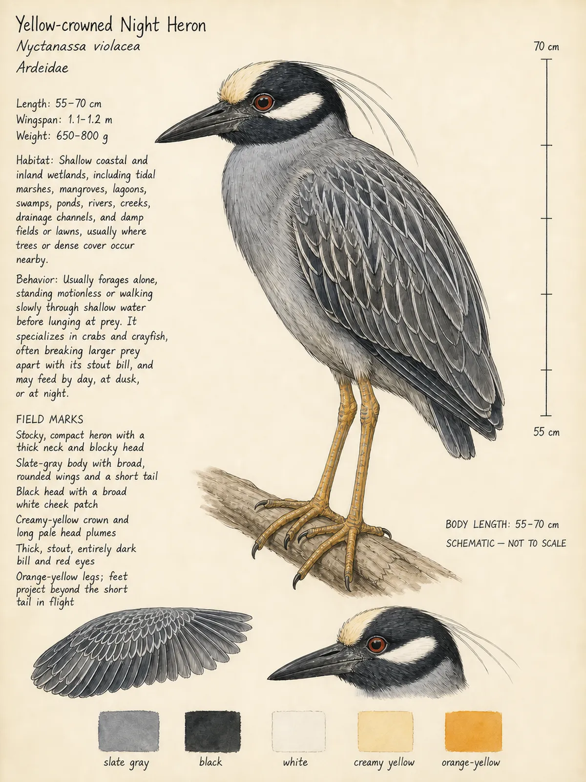 Field-journal plate: Yellow-crowned Night Heron