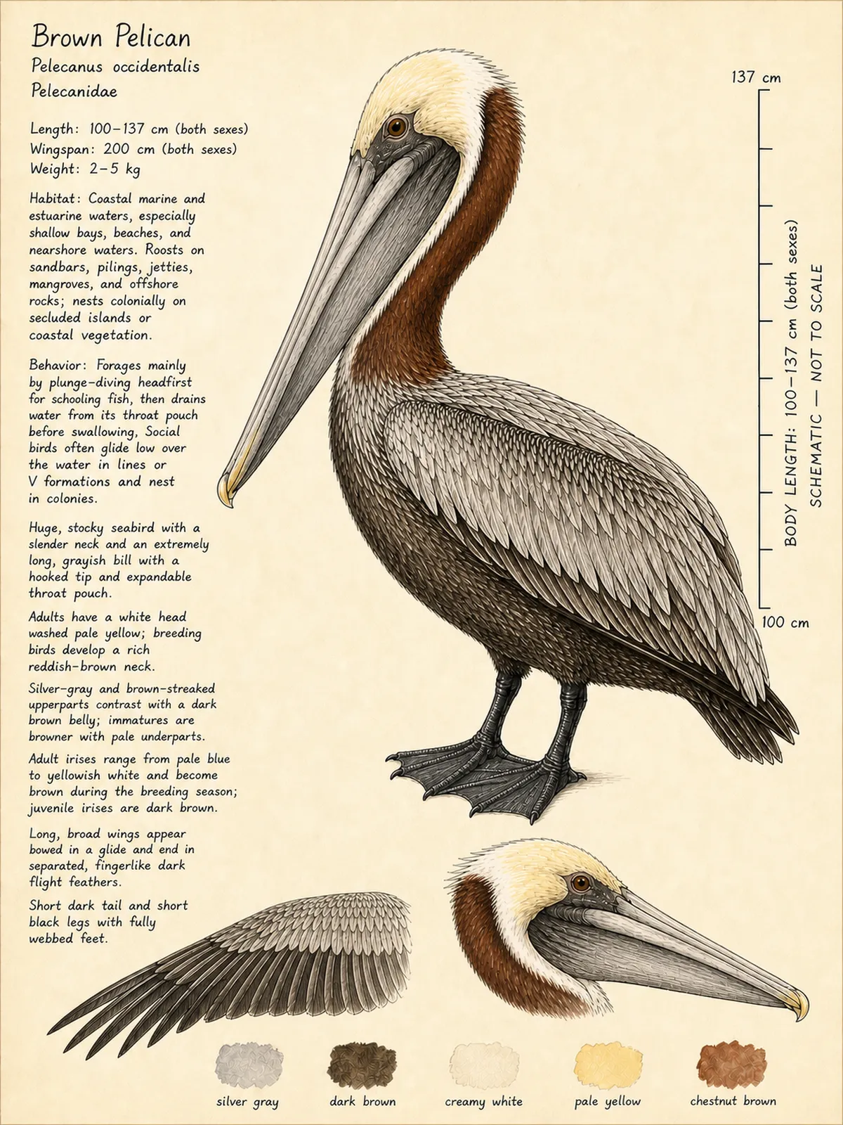 Field-journal plate: Brown Pelican