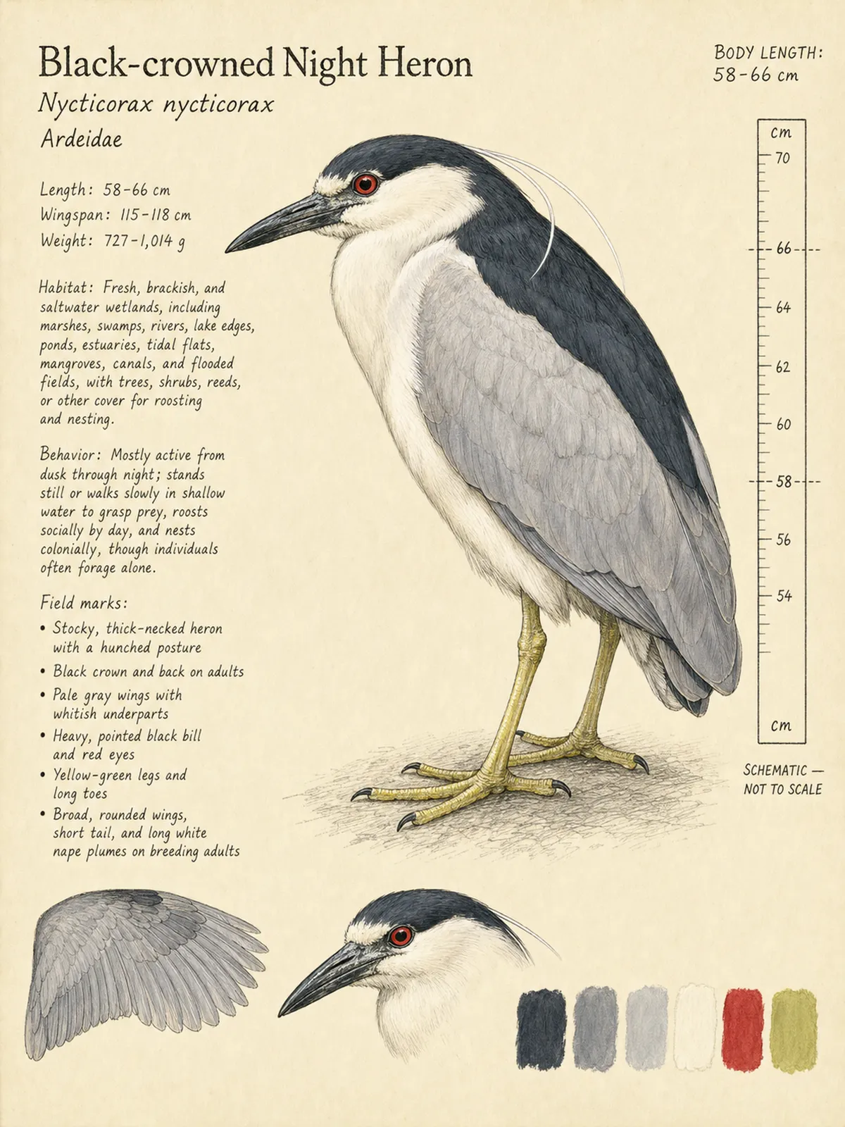 Field-journal plate: Black-crowned Night Heron