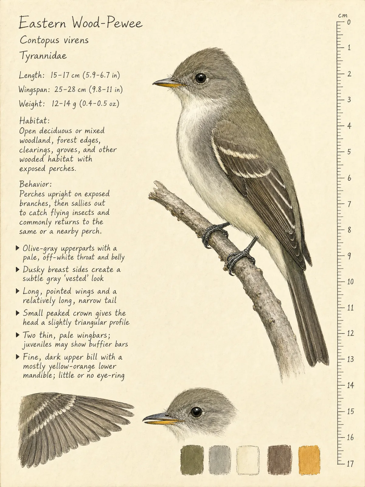 Field-journal plate of a Eastern Wood-Pewee
