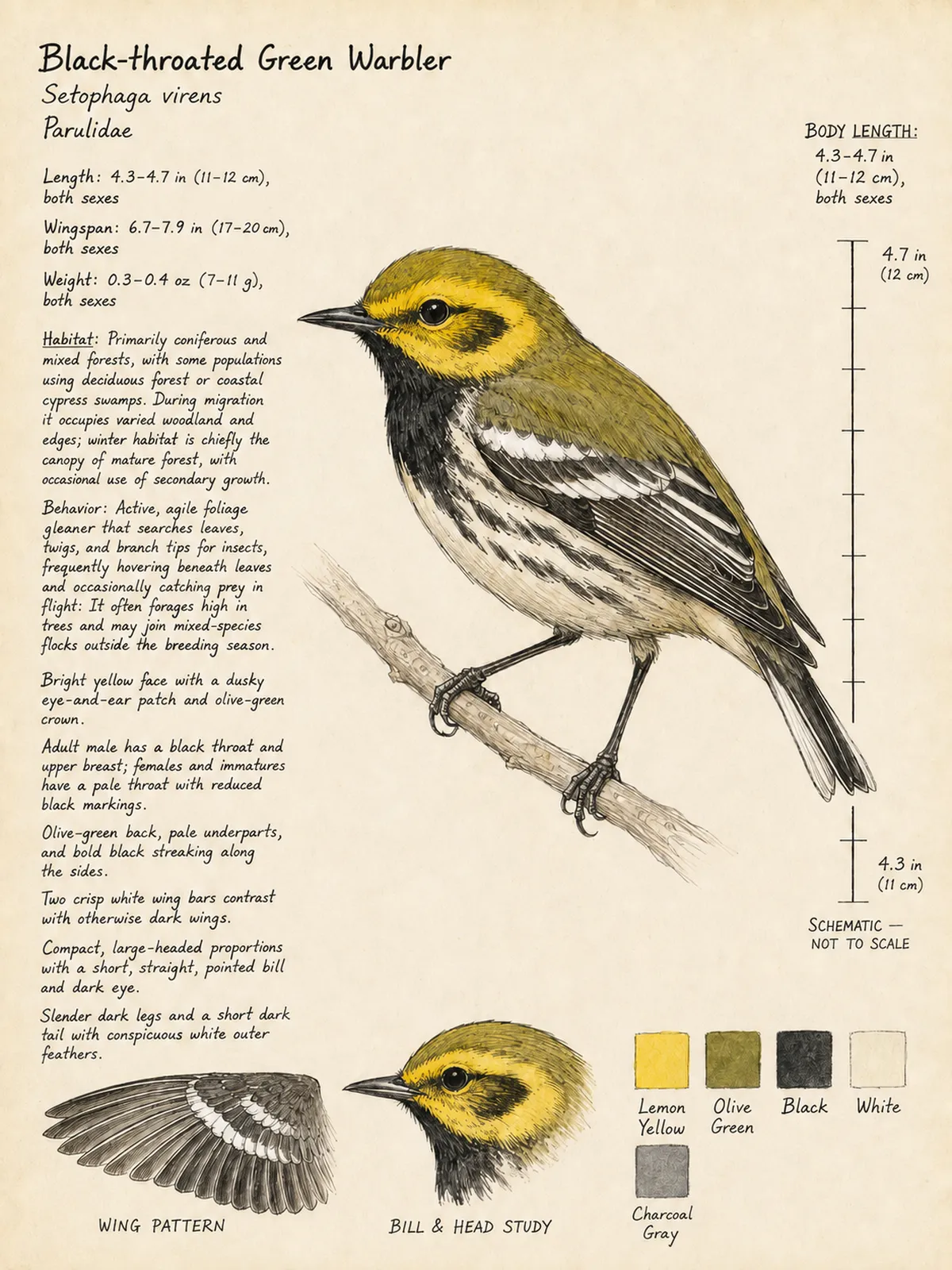 Field-journal plate: Black-throated Green Warbler