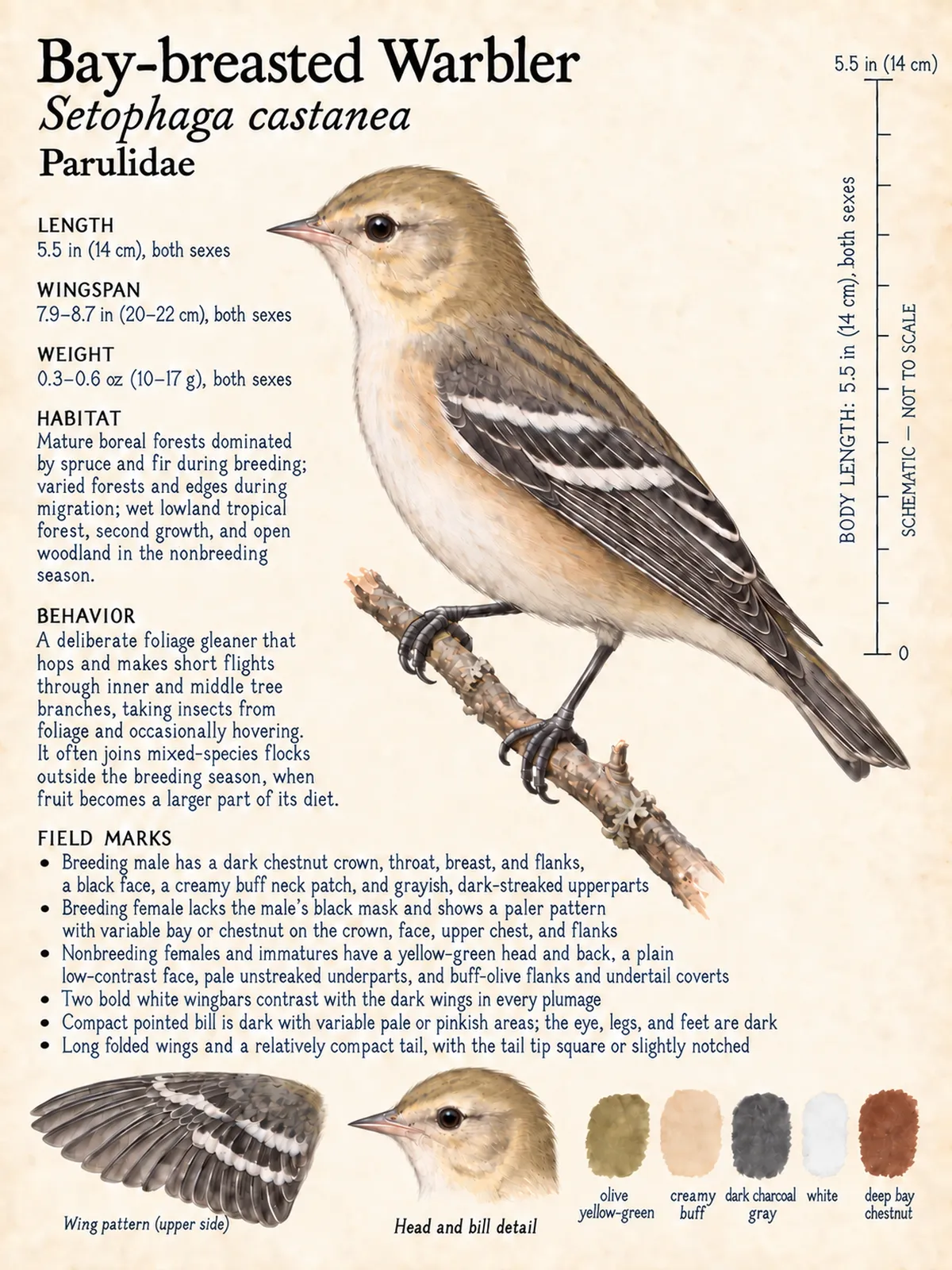 Field-journal plate: Bay-breasted Warbler