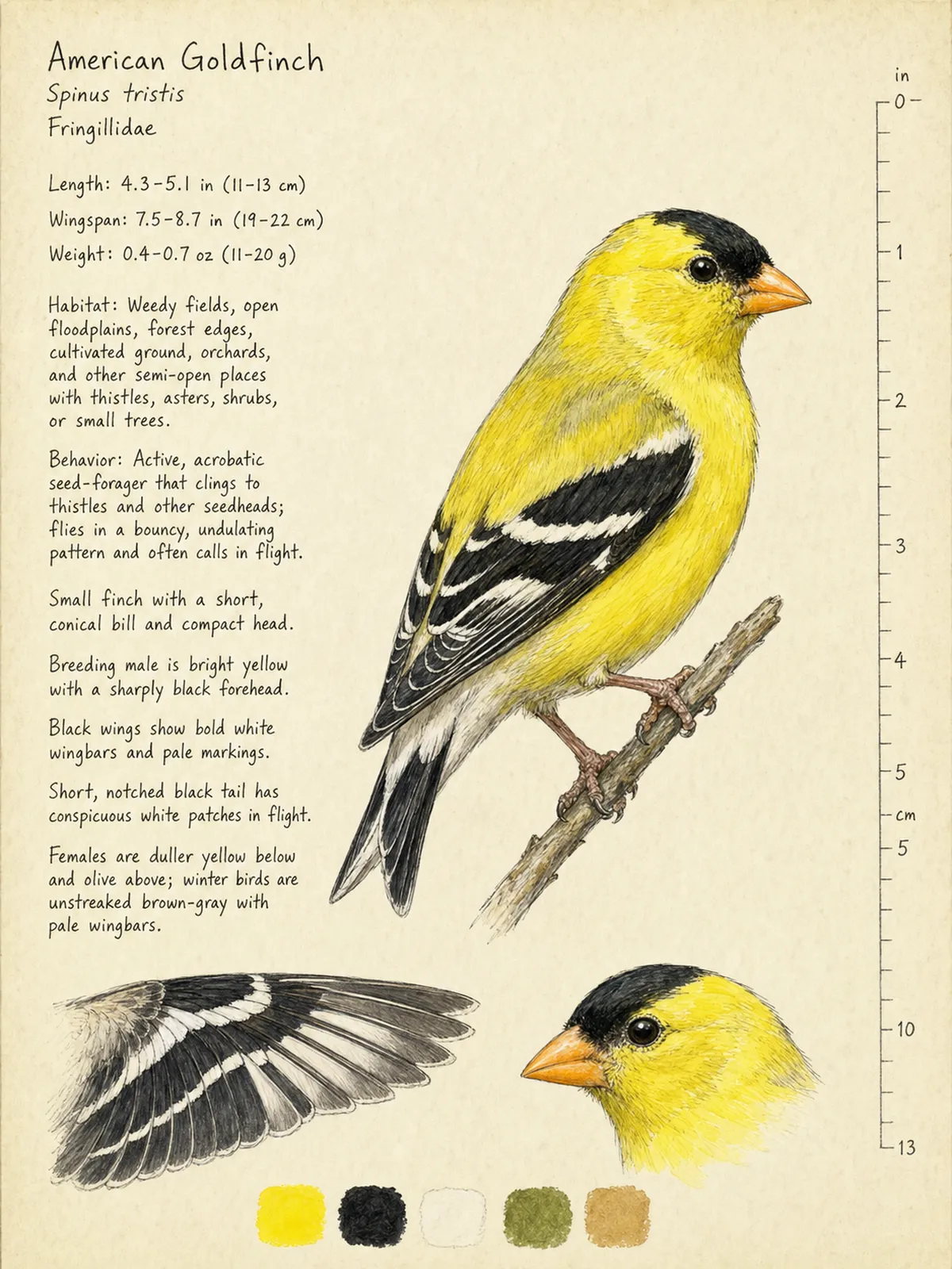 Field-journal plate of a American Goldfinch