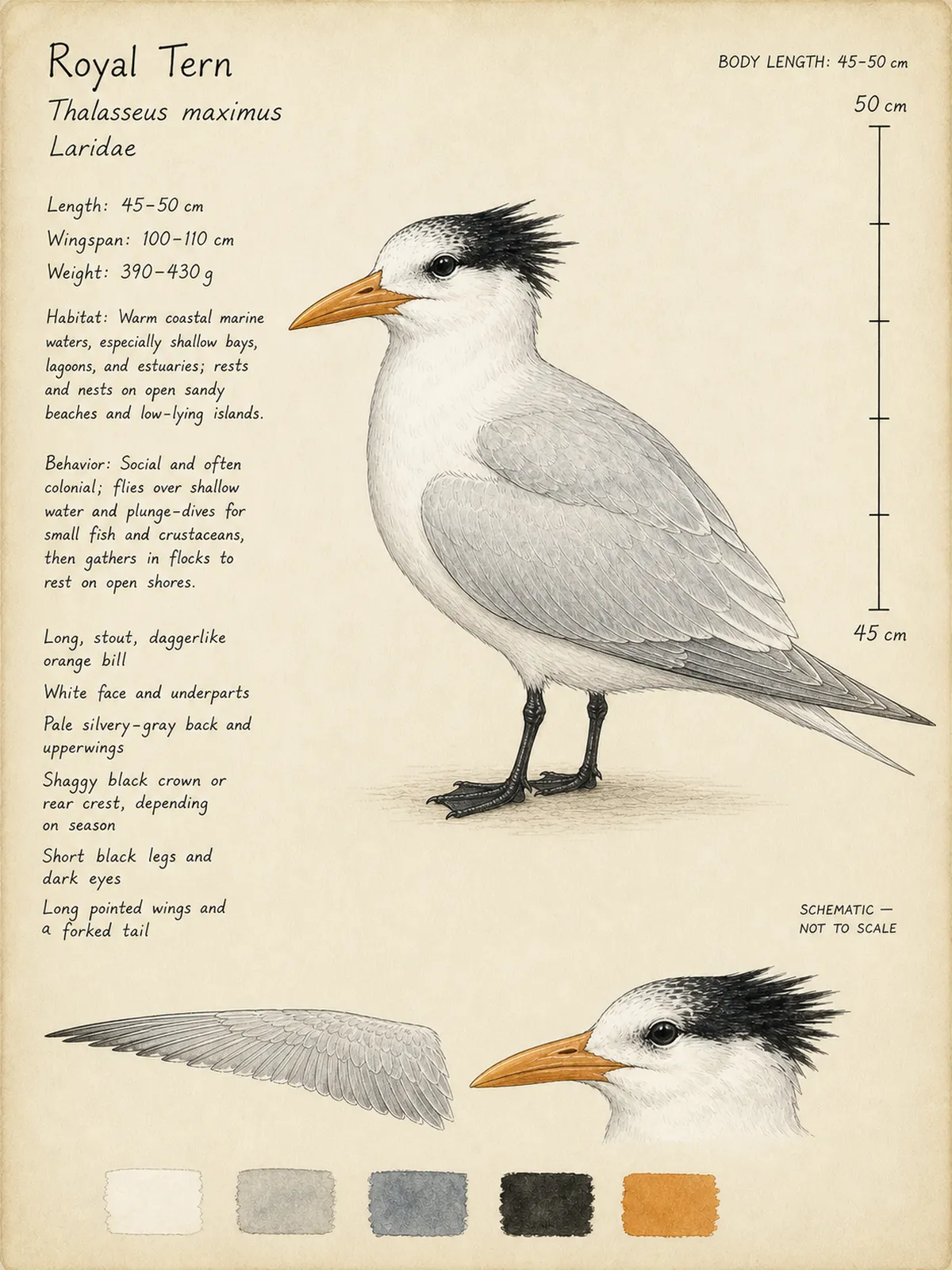 Field-journal plate: Royal Tern