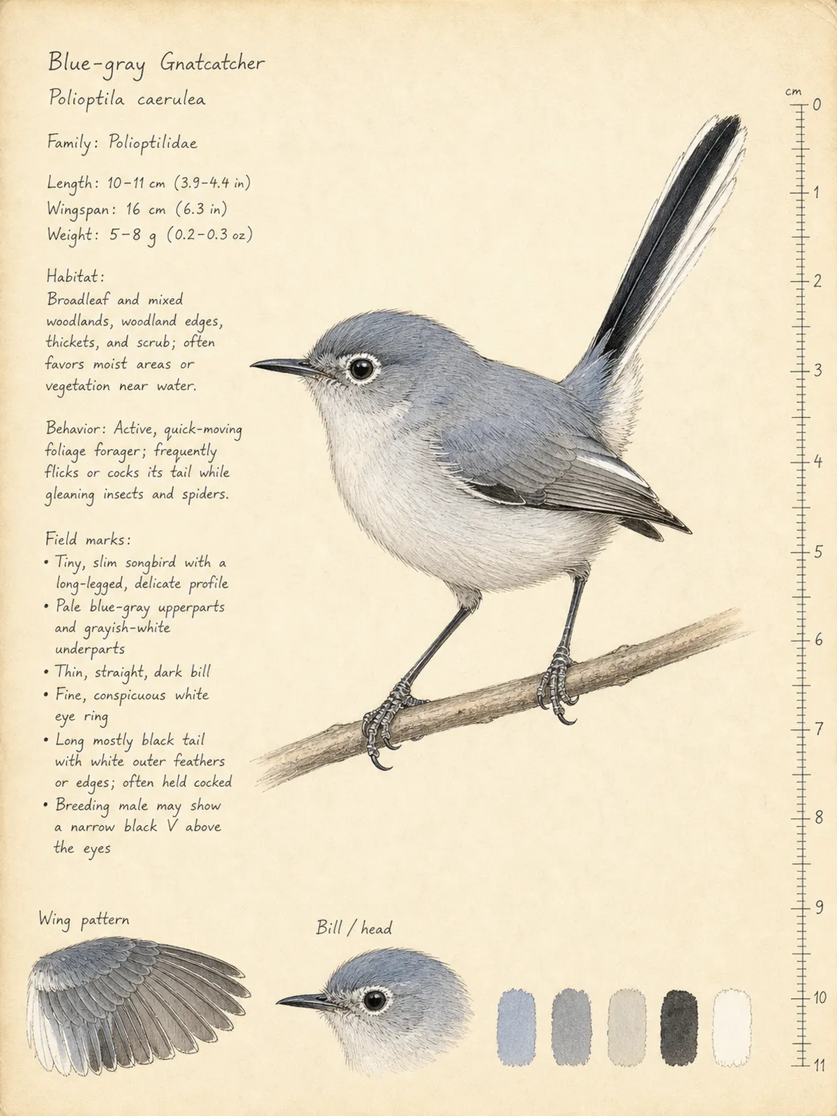 Field-journal plate of a Blue-gray Gnatcatcher