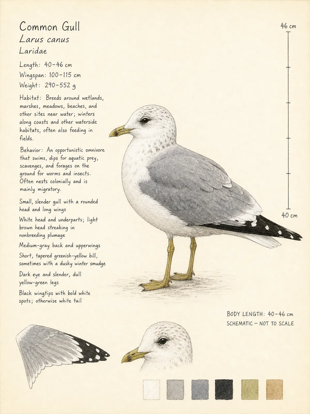 Field-journal plate: Common Gull