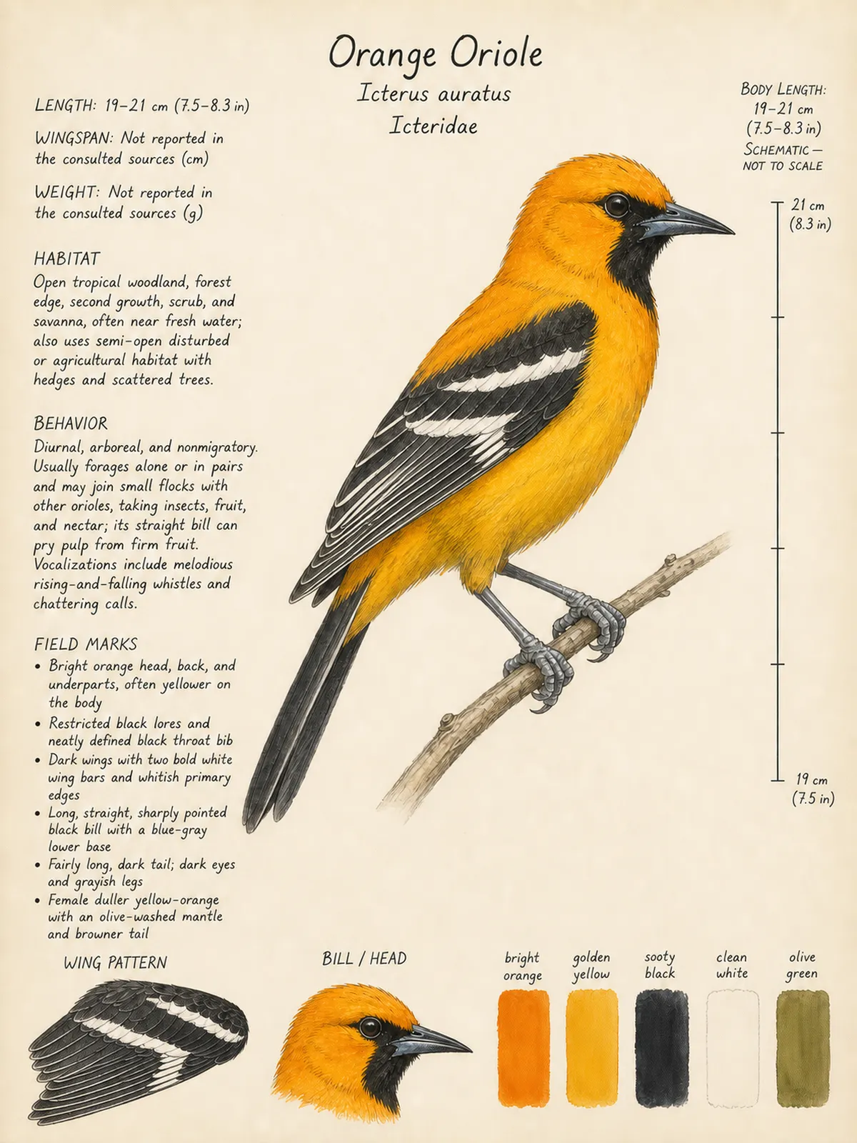 Field-journal plate: Orange Oriole