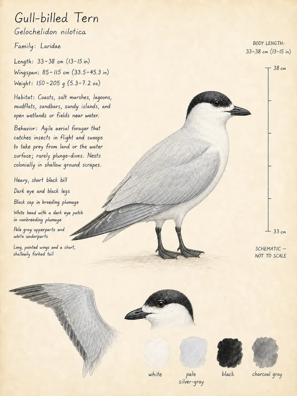 Field-journal plate: Gull-billed Tern