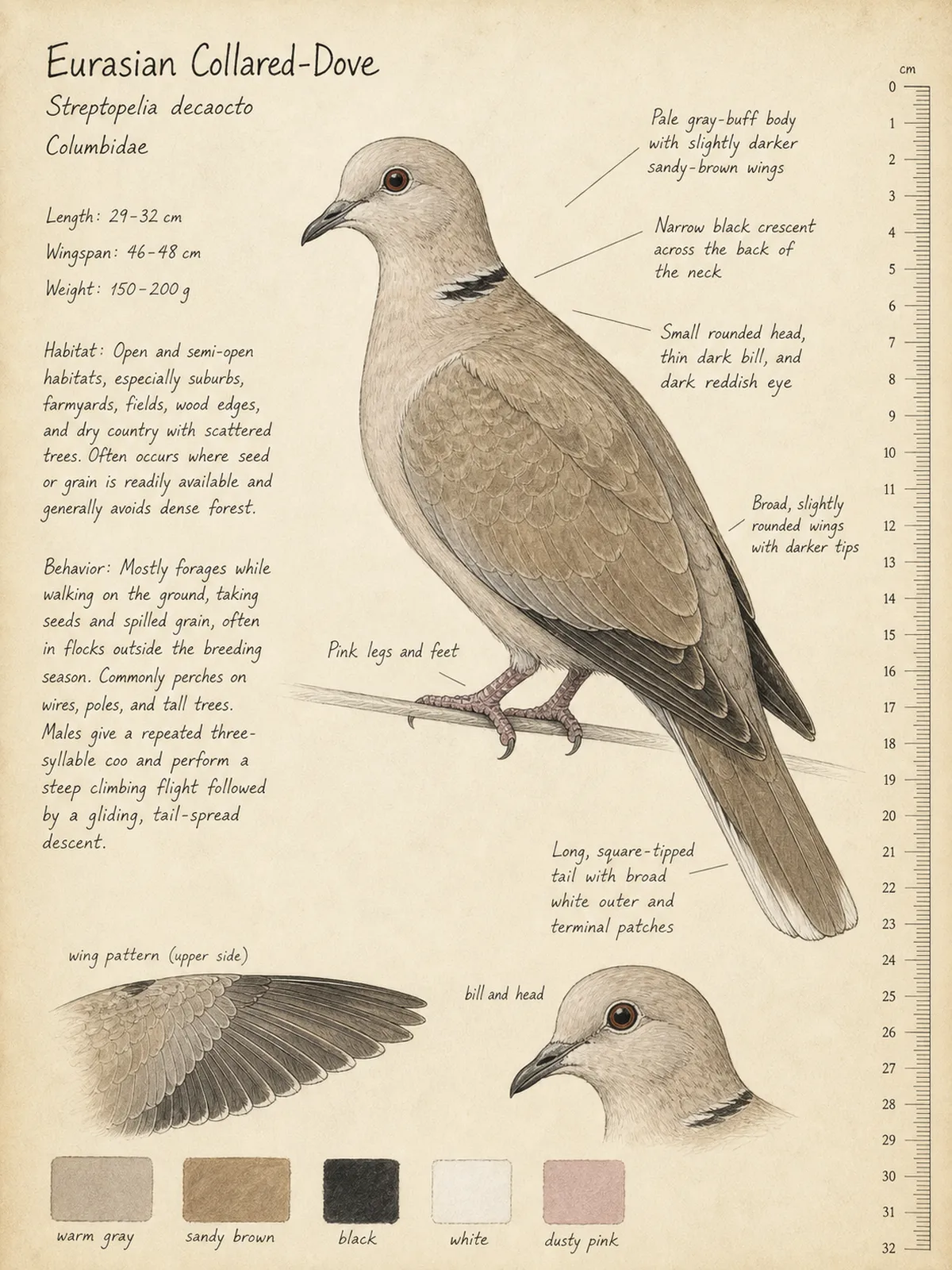 Field-journal plate of a Eurasian Collared-Dove